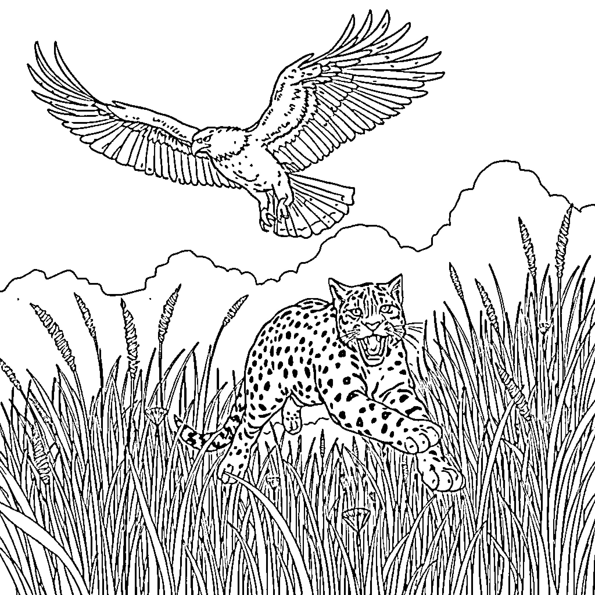 Bobcat hunting amidst the wilderness Coloring Page (free black-and-white line drawing printable PDF for all, from beginners to advanced learners, including children, teens, adults, and seniors)
