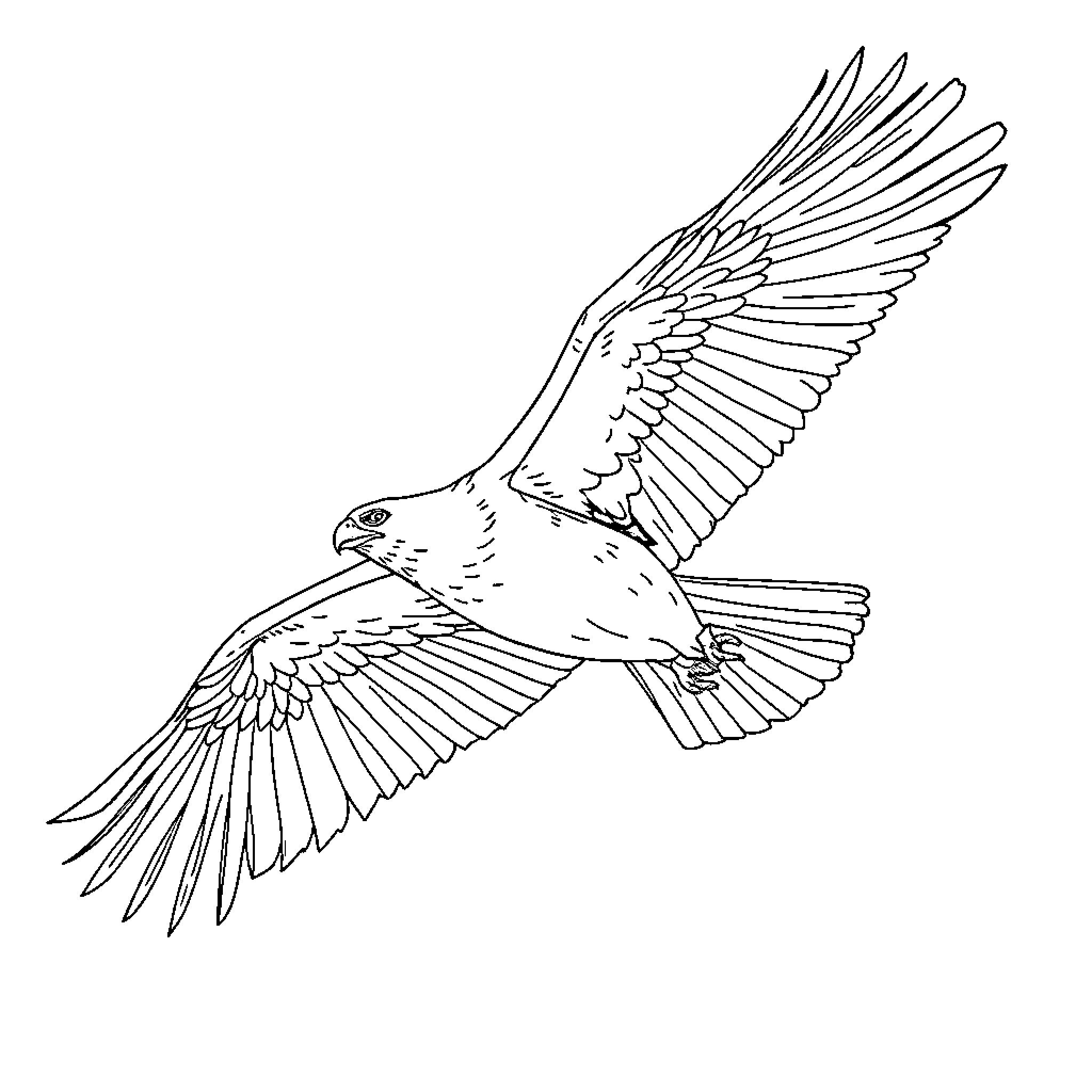 Eagle soaring gracefully with outstretched wings Coloring Page (free black-and-white line drawing printable PDF for all, from beginners to advanced learners, including children, teens, adults, and seniors)