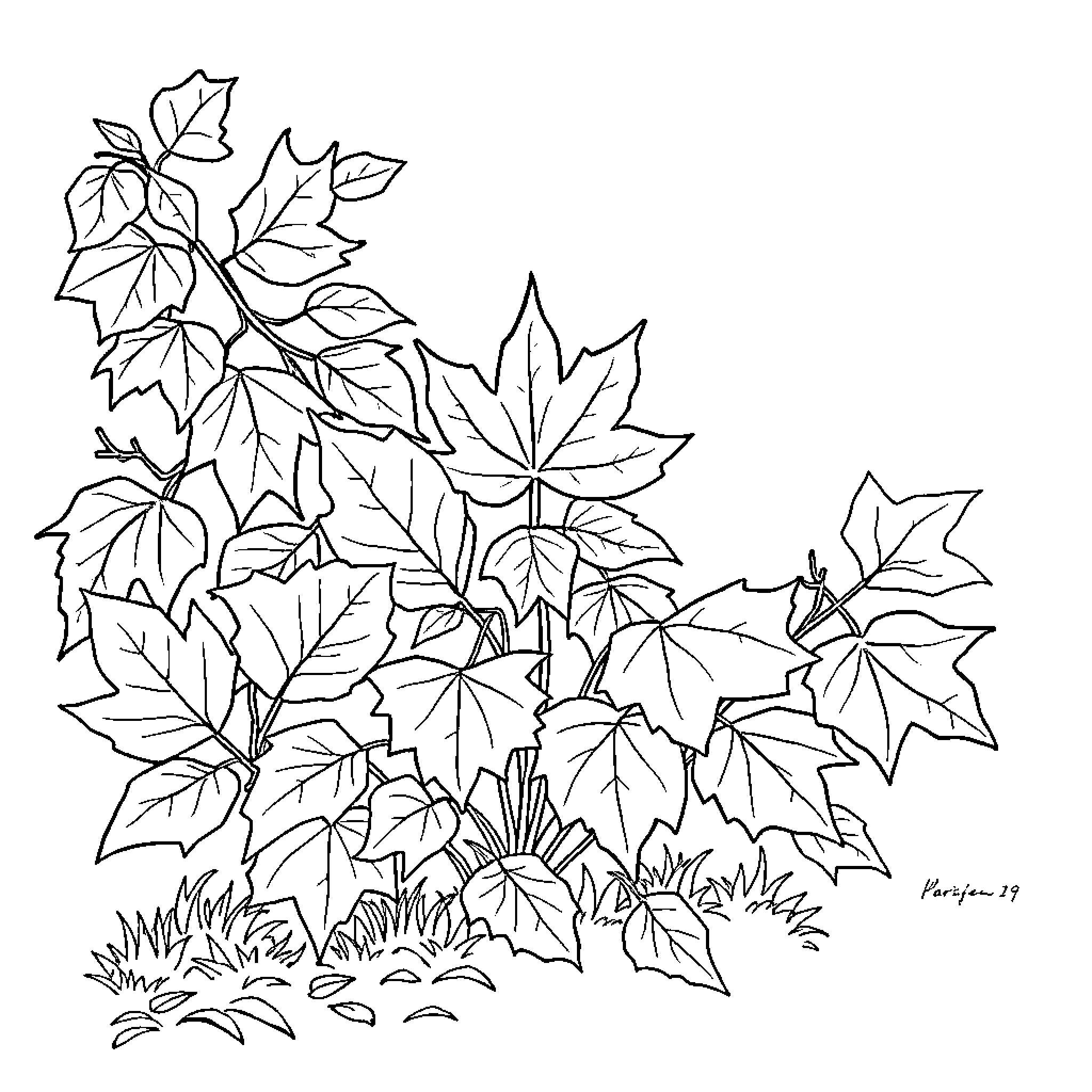Fall foliage in natural setting Coloring Page (free black-and-white line drawing printable PDF for all, from beginners to advanced learners, including children, teens, adults, and seniors)