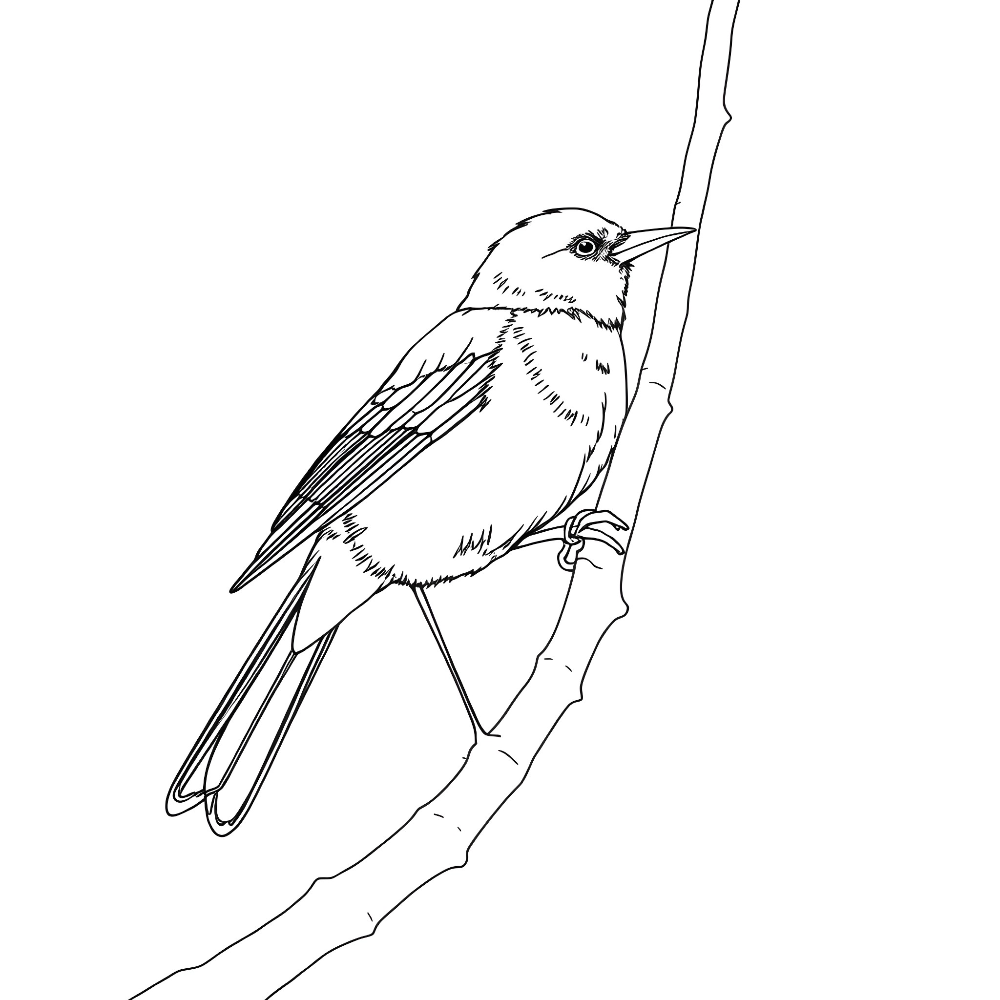 Summer Tanager perched on a branch Coloring Page (free black-and-white line drawing printable PDF for all, from beginners to advanced learners, including children, teens, adults, and seniors)