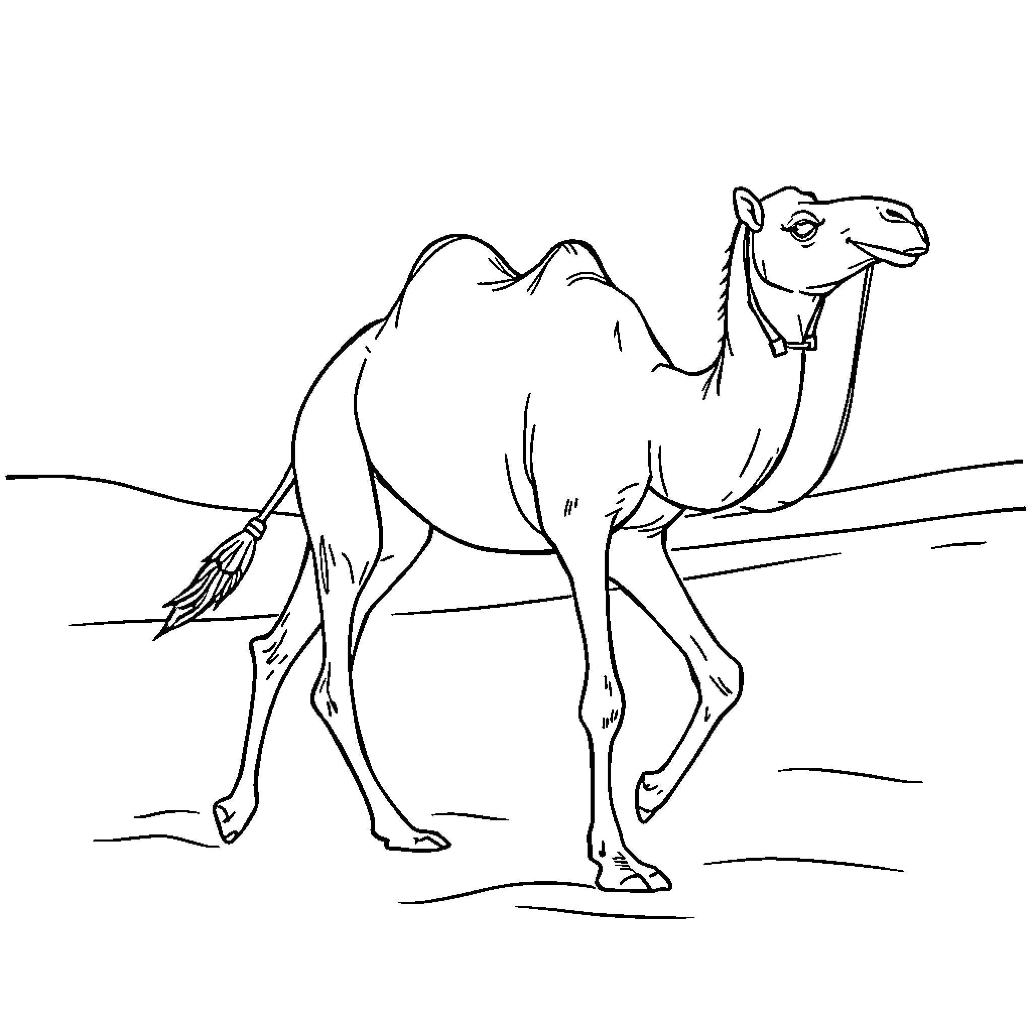 Camel walking through the desert Coloring Page (free black-and-white line drawing printable PDF for all, from beginners to advanced learners, including children, teens, adults, and seniors)