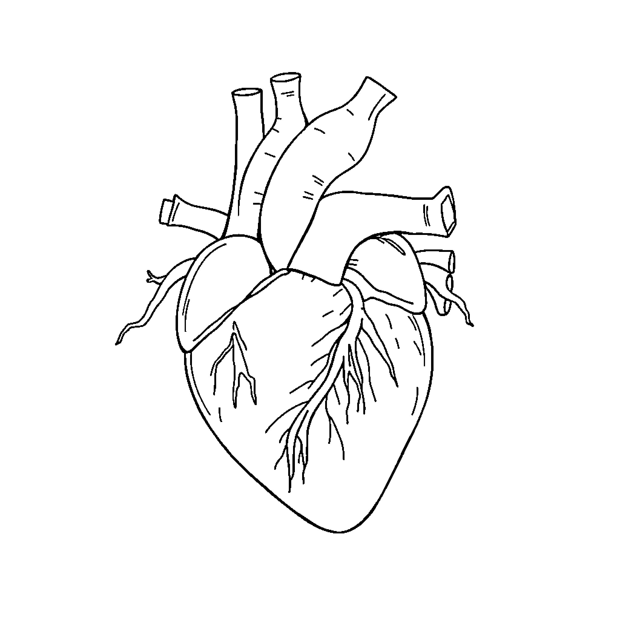 Aorta and its Anatomical Structure Coloring Page (free black-and-white line drawing printable PDF for all, from beginners to advanced learners, including children, teens, adults, and seniors)