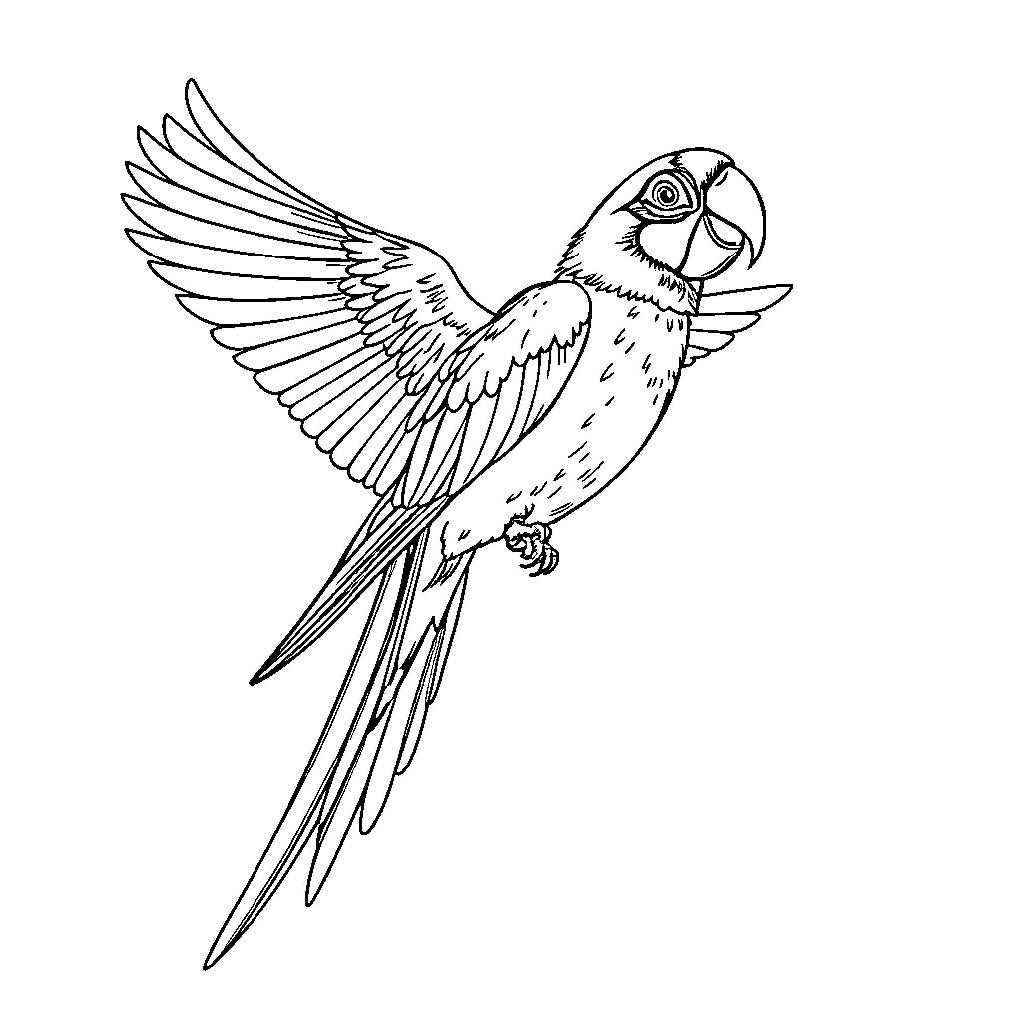 Parrot in Flight with Spread Wings Coloring Page (free black-and-white line drawing printable PDF for all, from beginners to advanced learners, including children, teens, adults, and seniors)