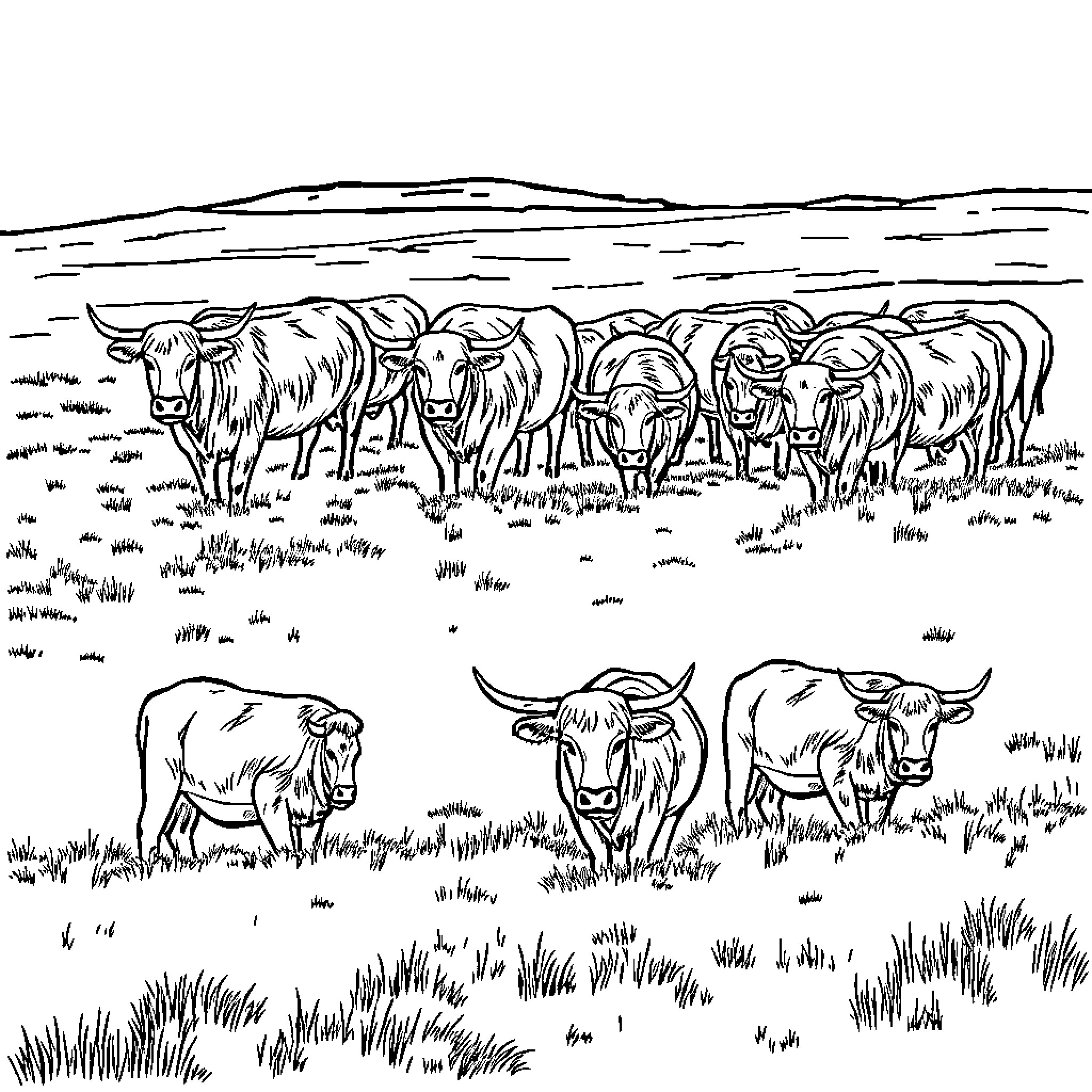 Cow herd grazing peacefully in the countryside Coloring Page (free black-and-white line drawing printable PDF for all, from beginners to advanced learners, including children, teens, adults, and seniors)