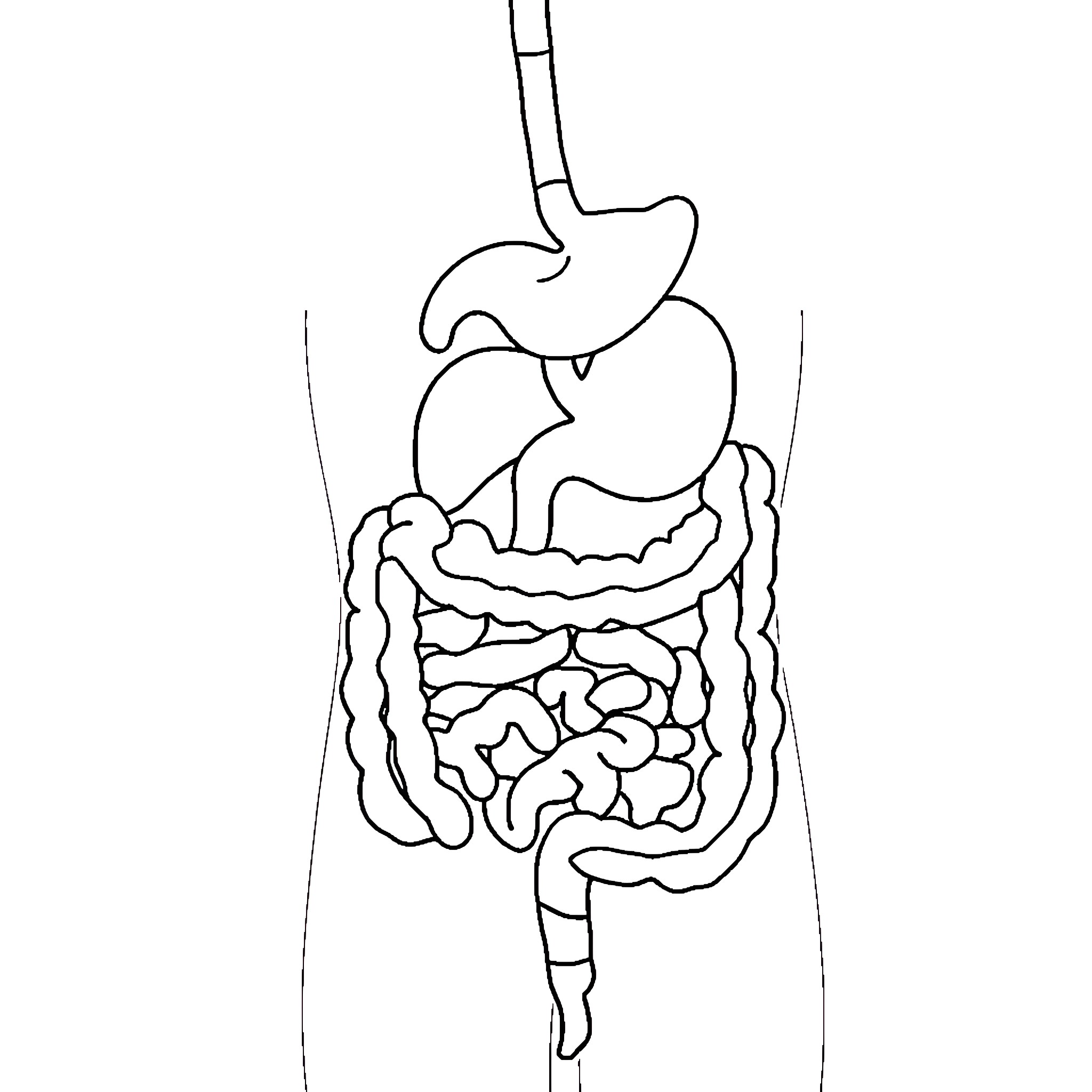GI System Anatomical Diagram Coloring Page (free black-and-white line drawing printable PDF for all, from beginners to advanced learners, including children, teens, adults, and seniors)