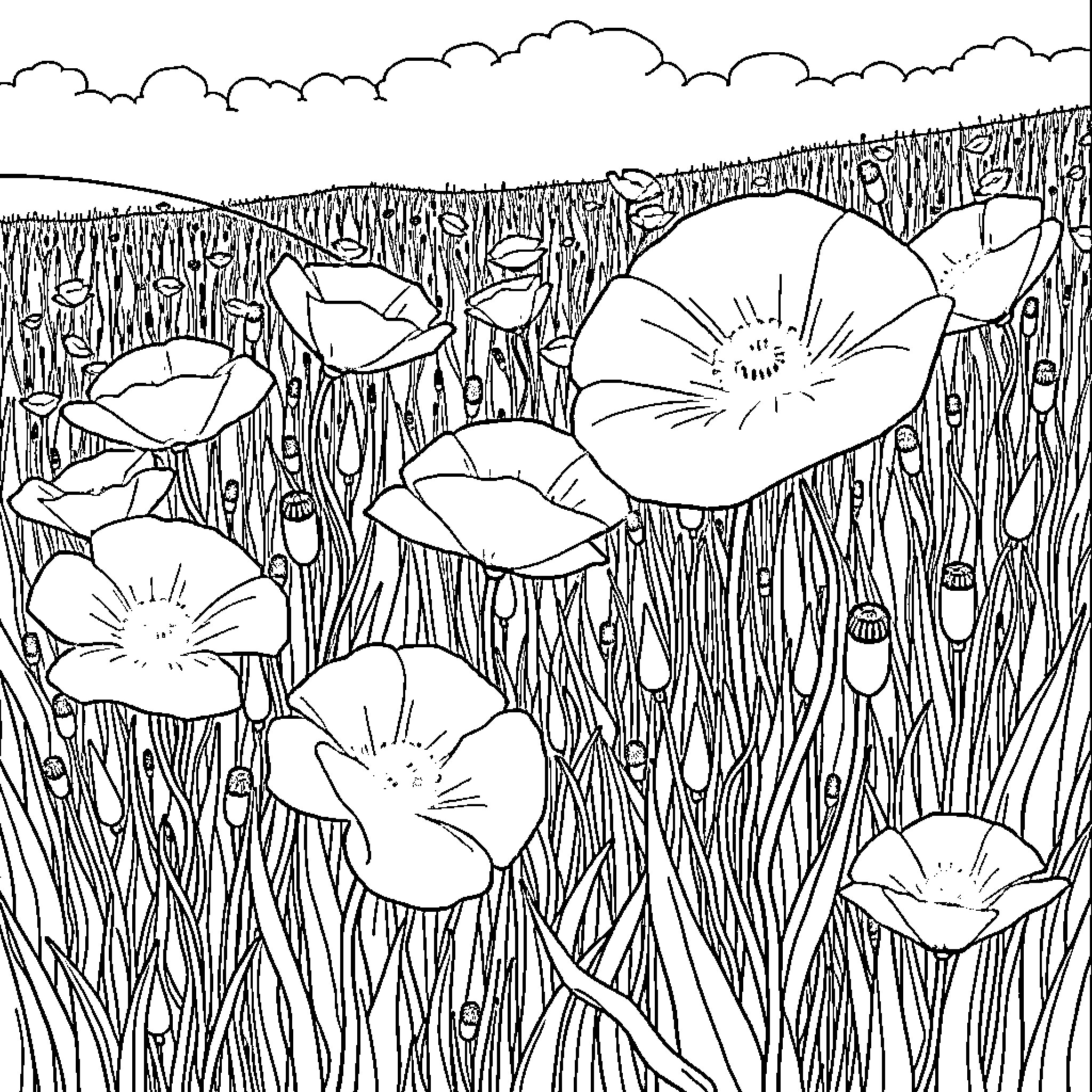 Poppy flowers blooming peacefully in the field Coloring Page (free black-and-white line drawing printable PDF for all, from beginners to advanced learners, including children, teens, adults, and seniors)