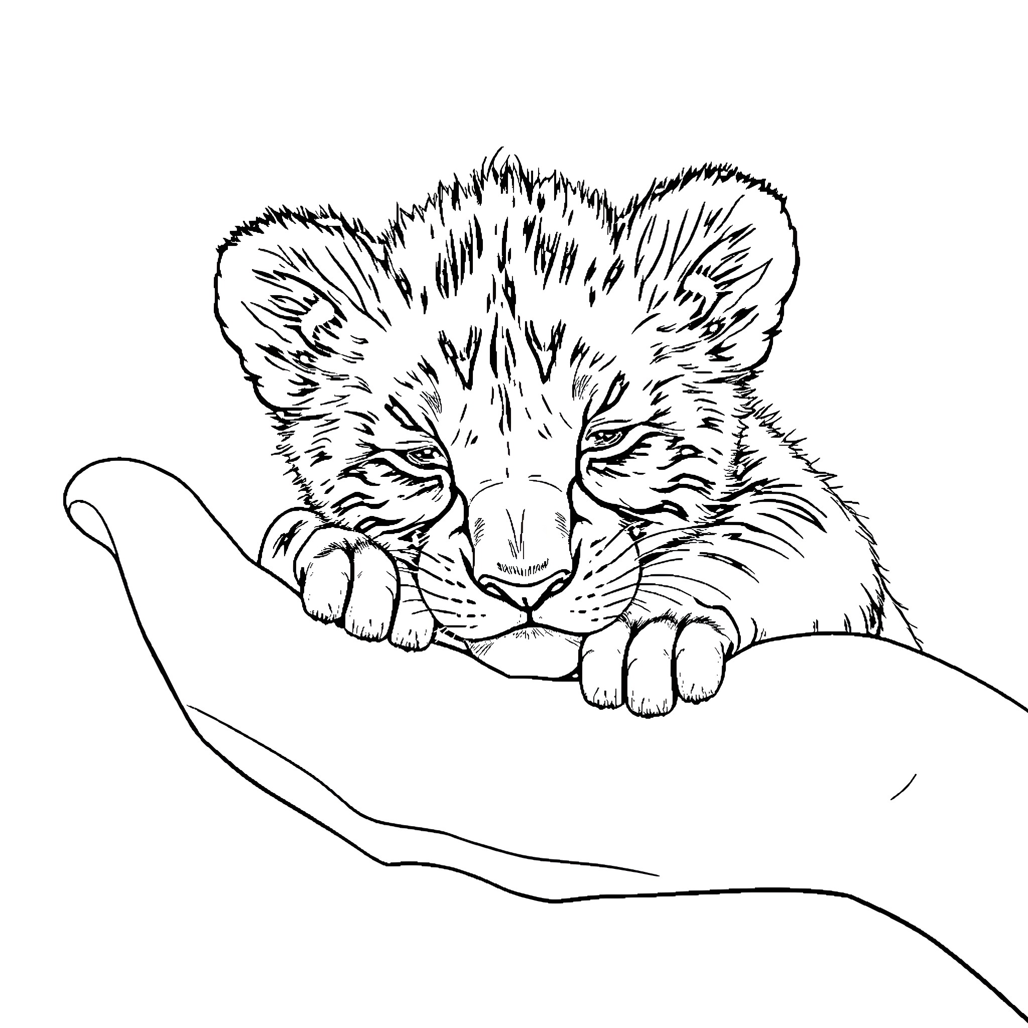 Lion cub resting on a branch Coloring Page (free black-and-white line drawing printable PDF for all, from beginners to advanced learners, including children, teens, adults, and seniors)