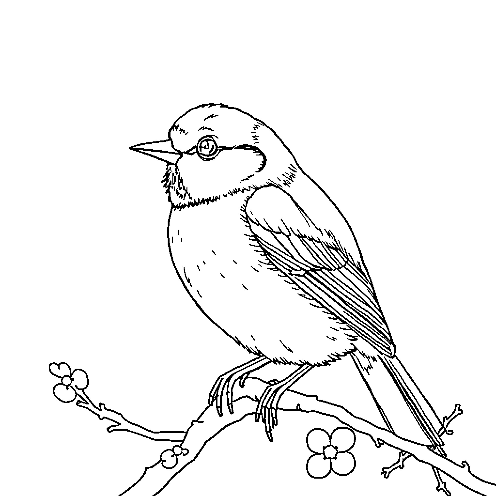 Punahilkka: Delightful bird perching on flowering branch Coloring Page (free black-and-white line drawing printable PDF for all, from beginners to advanced learners, including children, teens, adults, and seniors)