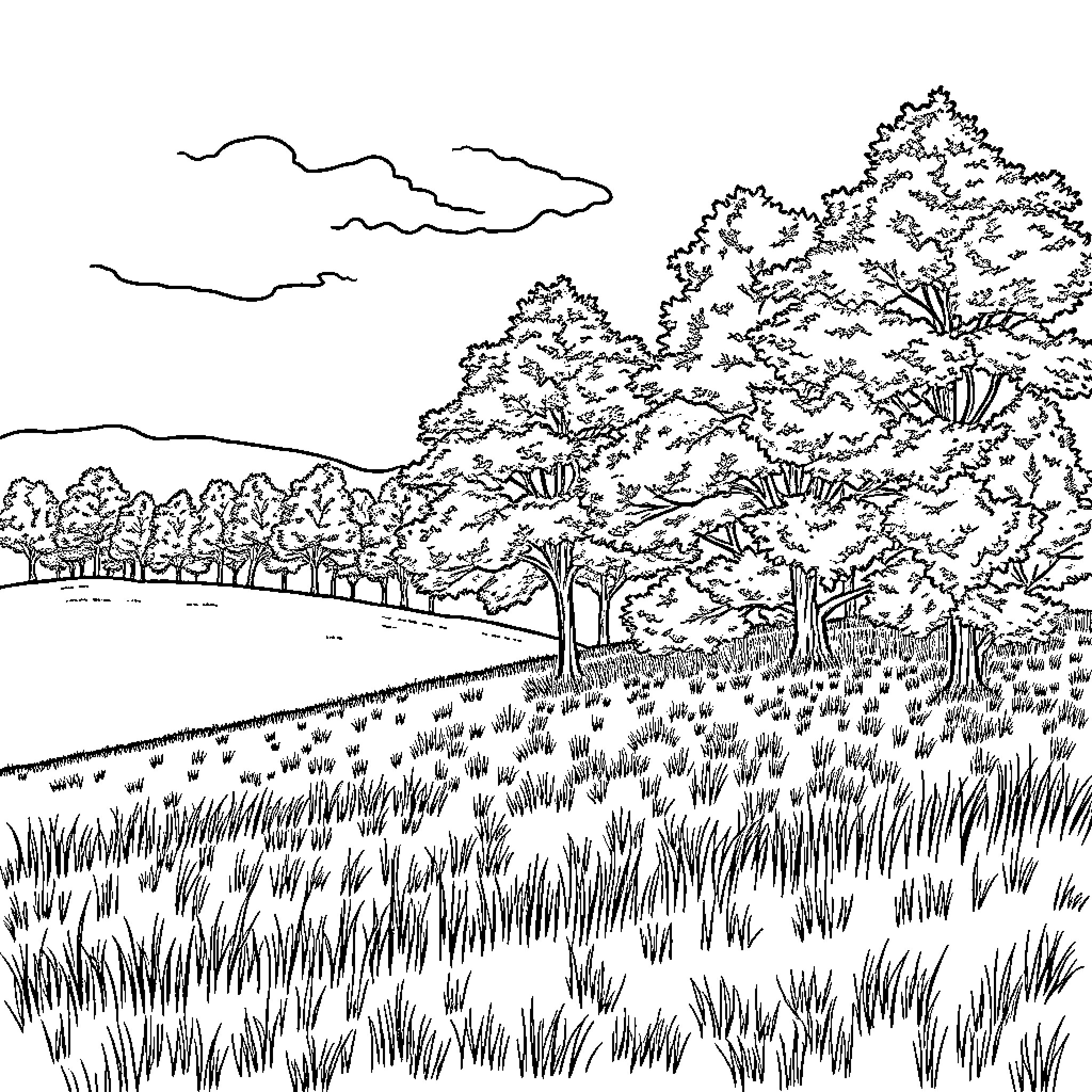 Tree Landscape of Winding Path and Forest Scenery Coloring Page (free black-and-white line drawing printable PDF for all, from beginners to advanced learners, including children, teens, adults, and seniors)