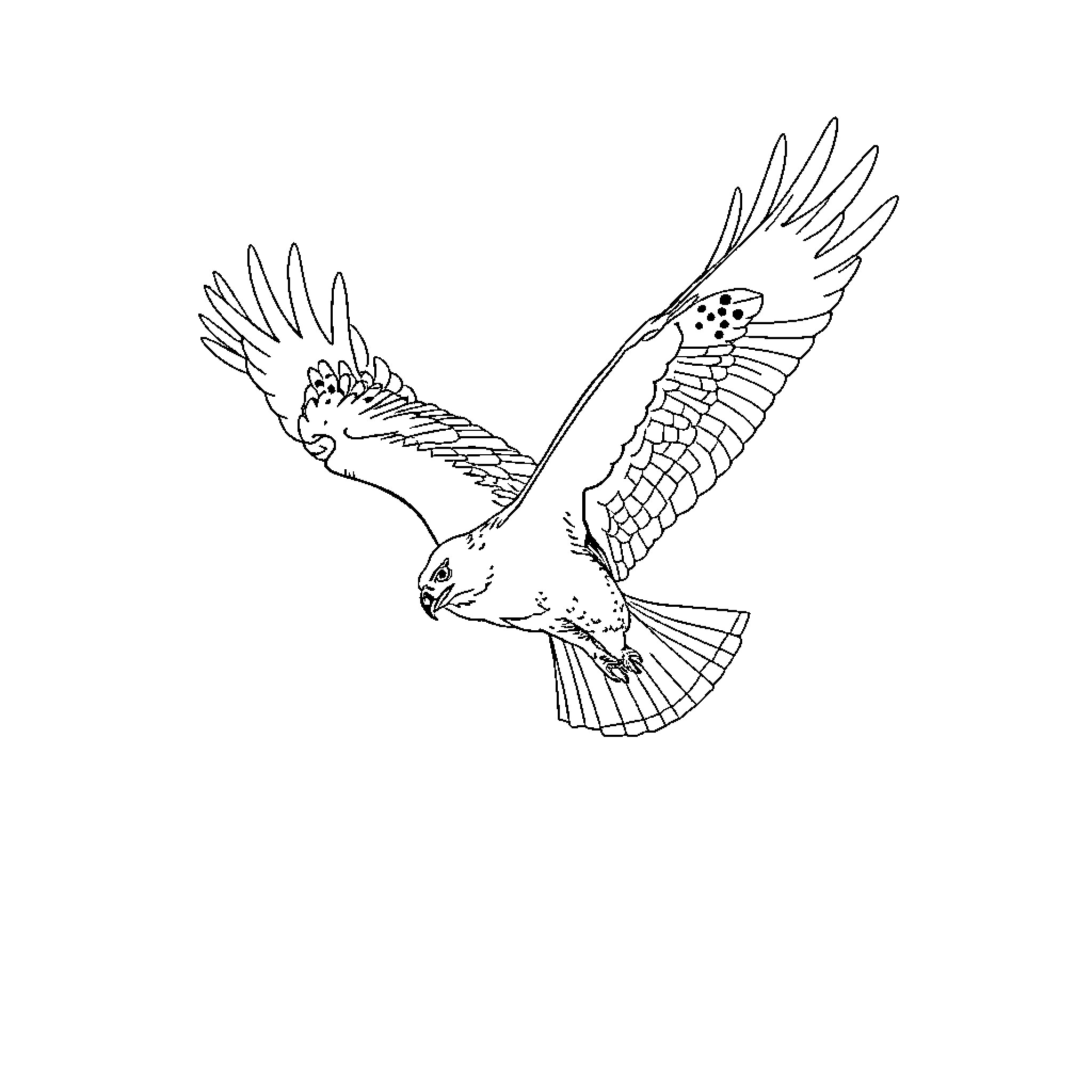 Hawk with Outstretched Wings in Flight Coloring Page (free black-and-white line drawing printable PDF for all, from beginners to advanced learners, including children, teens, adults, and seniors)