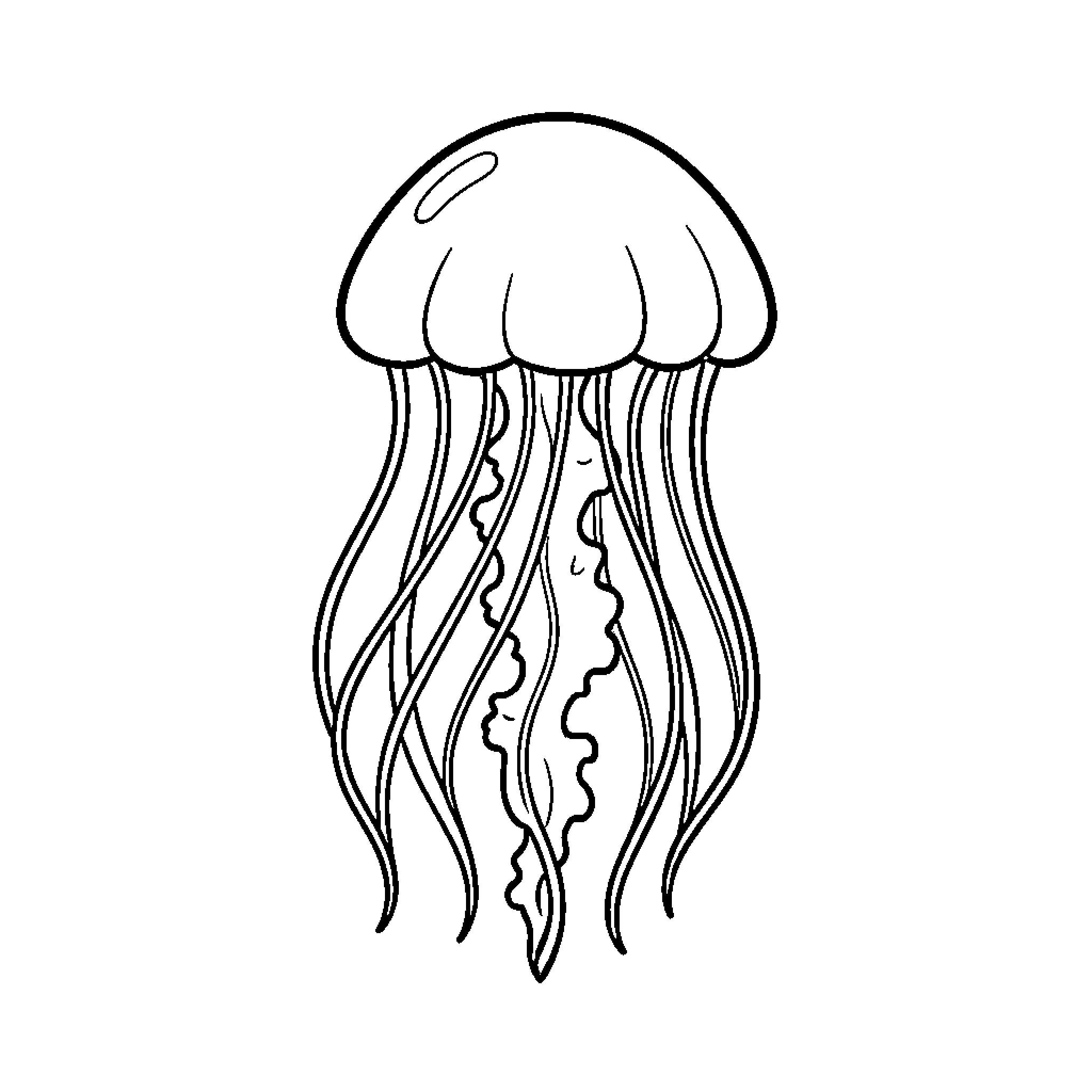 Jellyfish floating gracefully with long flowing tentacles Coloring Page (free black-and-white line drawing printable PDF for all, from beginners to advanced learners, including children, teens, adults, and seniors)