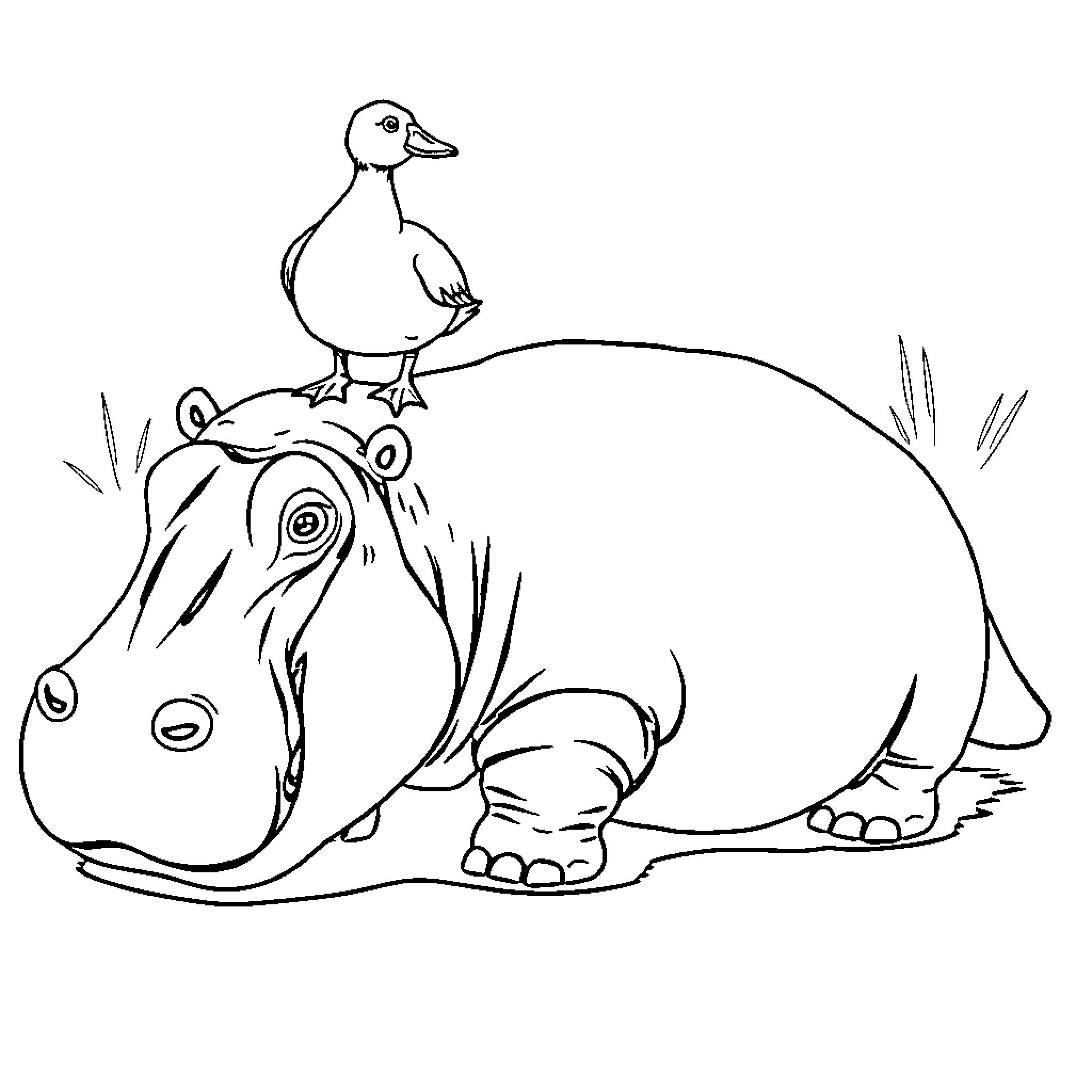 Duck riding on a curious hippo Coloring Page (free black-and-white line drawing printable PDF for all, from beginners to advanced learners, including children, teens, adults, and seniors)