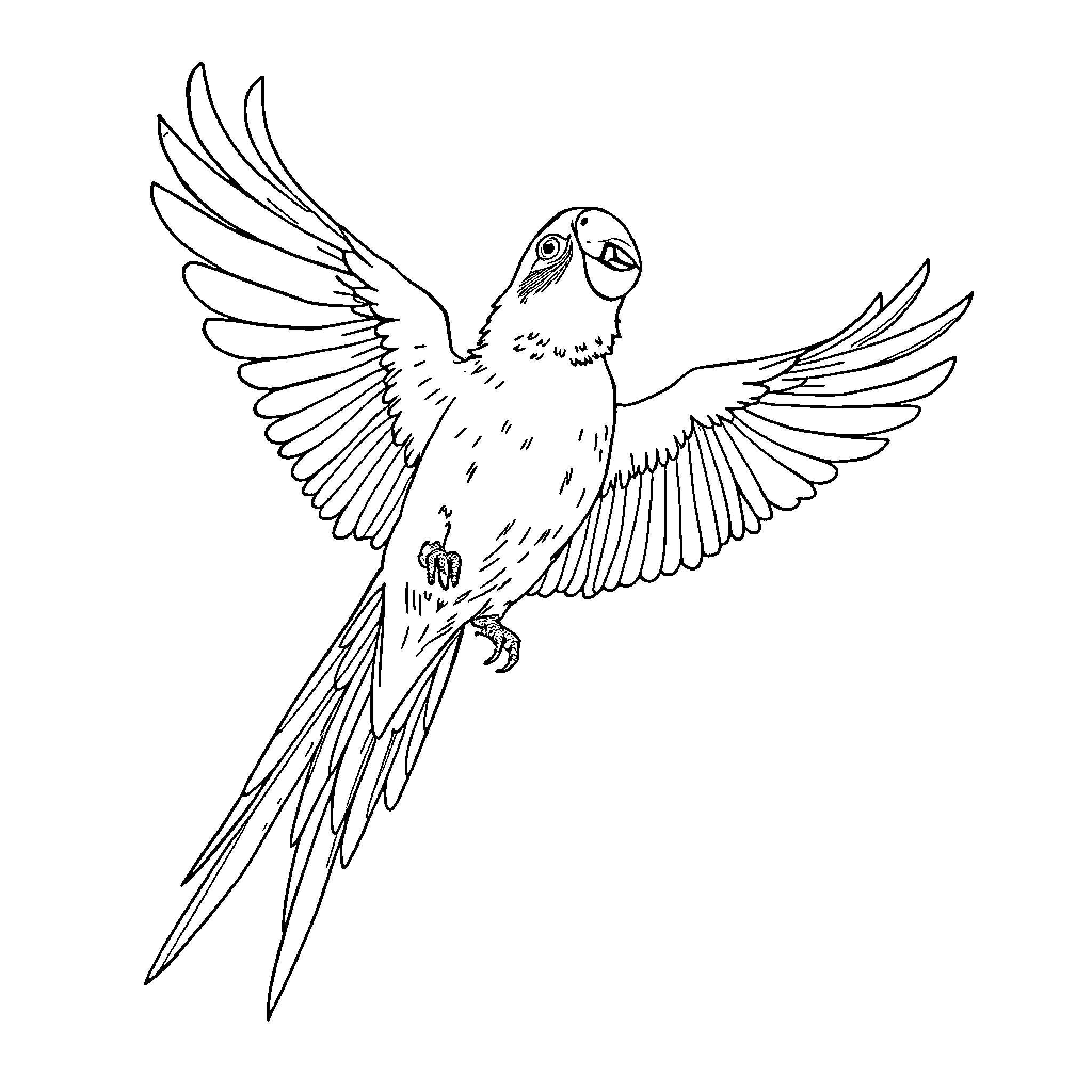 Parrot soaring with outstretched wings Coloring Page (free black-and-white line drawing printable PDF for all, from beginners to advanced learners, including children, teens, adults, and seniors)