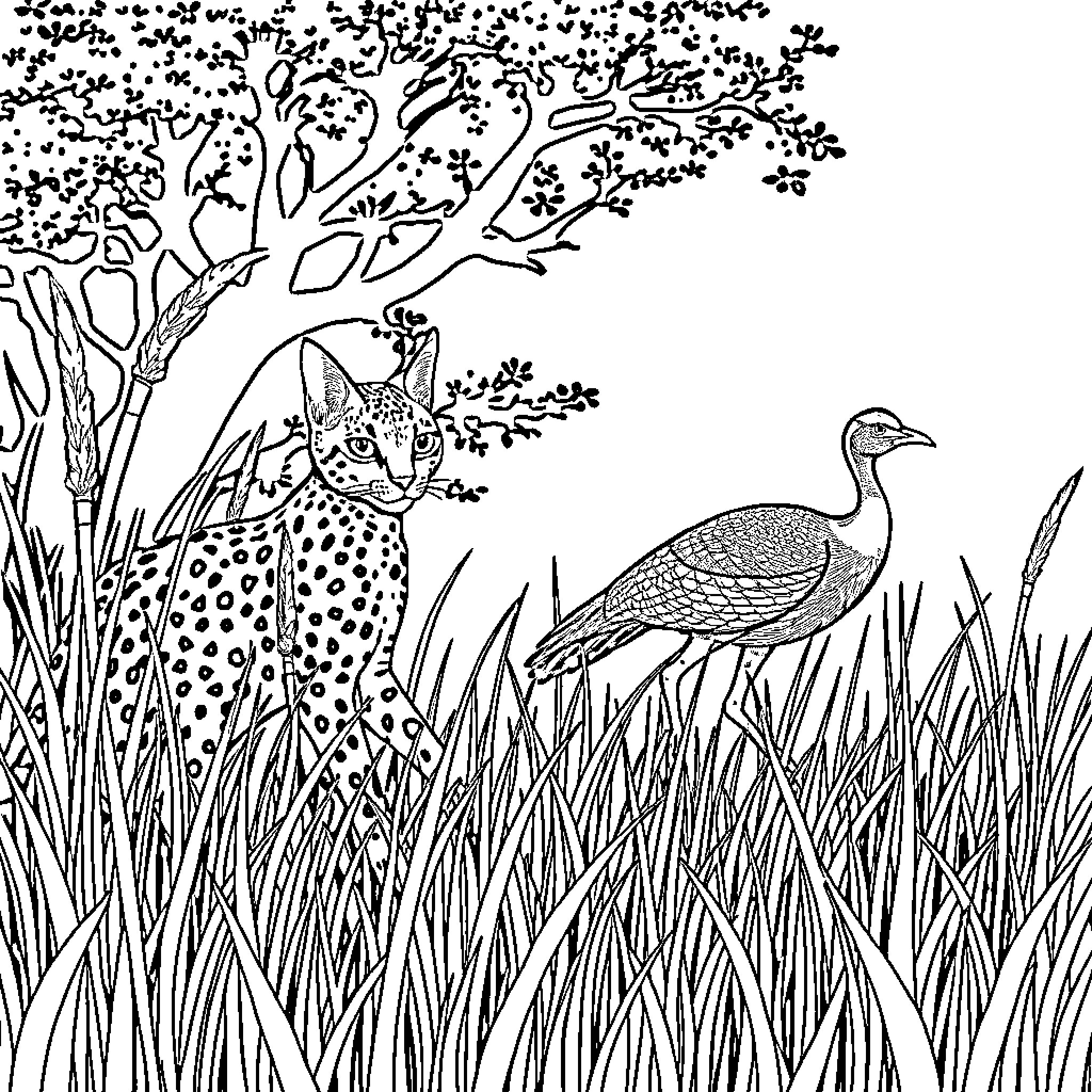 Caracal observing a bird in the wild Coloring Page (free black-and-white line drawing printable PDF for all, from beginners to advanced learners, including children, teens, adults, and seniors)