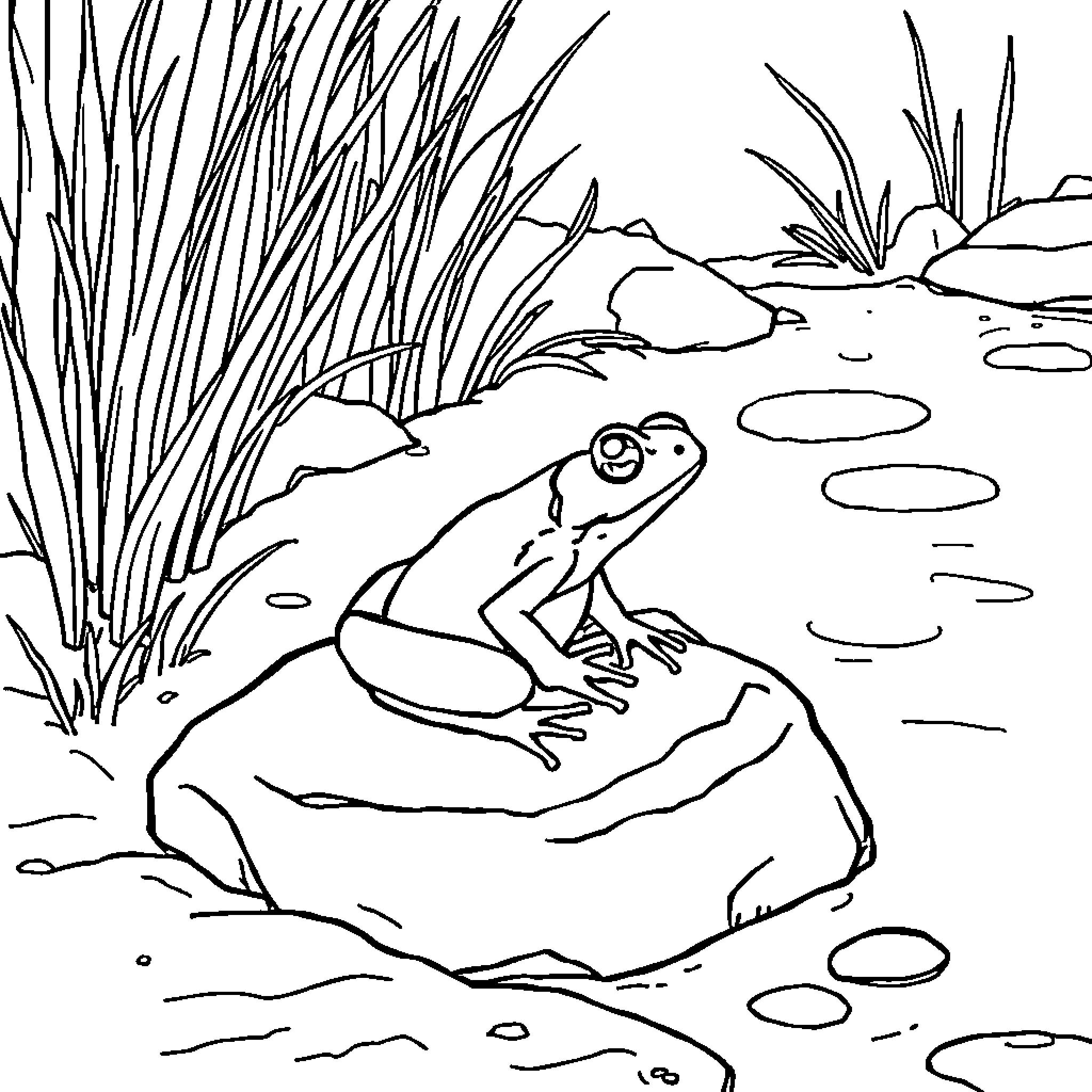 Toad resting on a rock in a pond Coloring Page (free black-and-white line drawing printable PDF for all, from beginners to advanced learners, including children, teens, adults, and seniors)