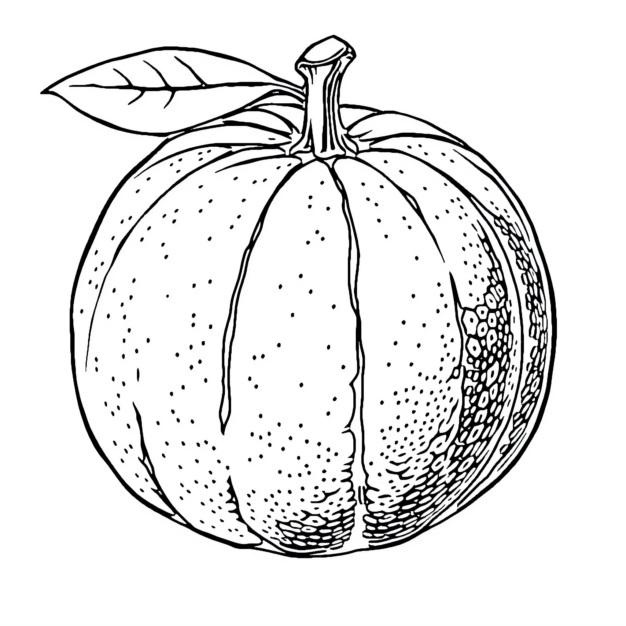 Orange pumpkin illustration with detailed texture Coloring Page (free black-and-white line drawing printable PDF for all, from beginners to advanced learners, including children, teens, adults, and seniors)