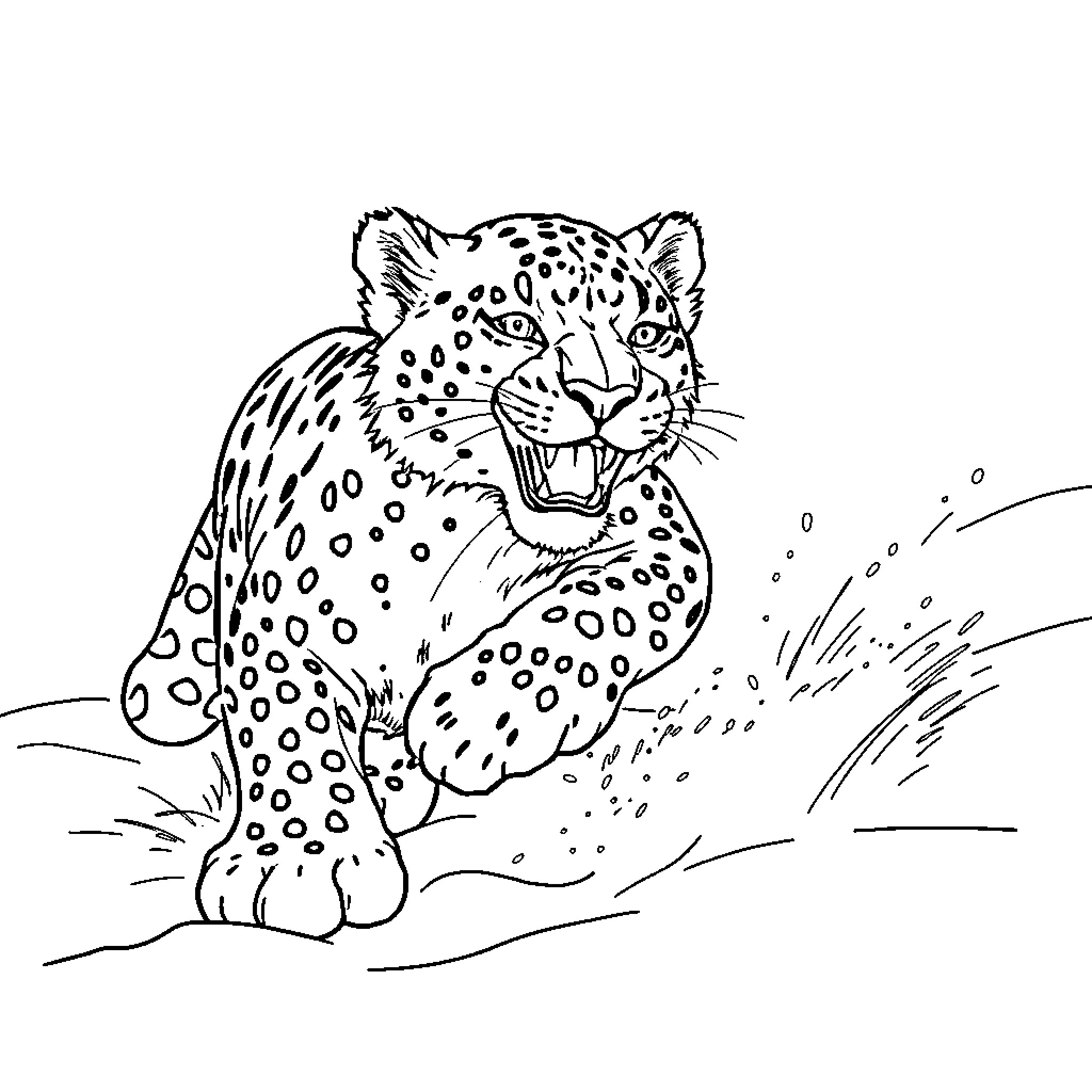 Snow Leopard growling in the wilderness Coloring Page (free black-and-white line drawing printable PDF for all, from beginners to advanced learners, including children, teens, adults, and seniors)