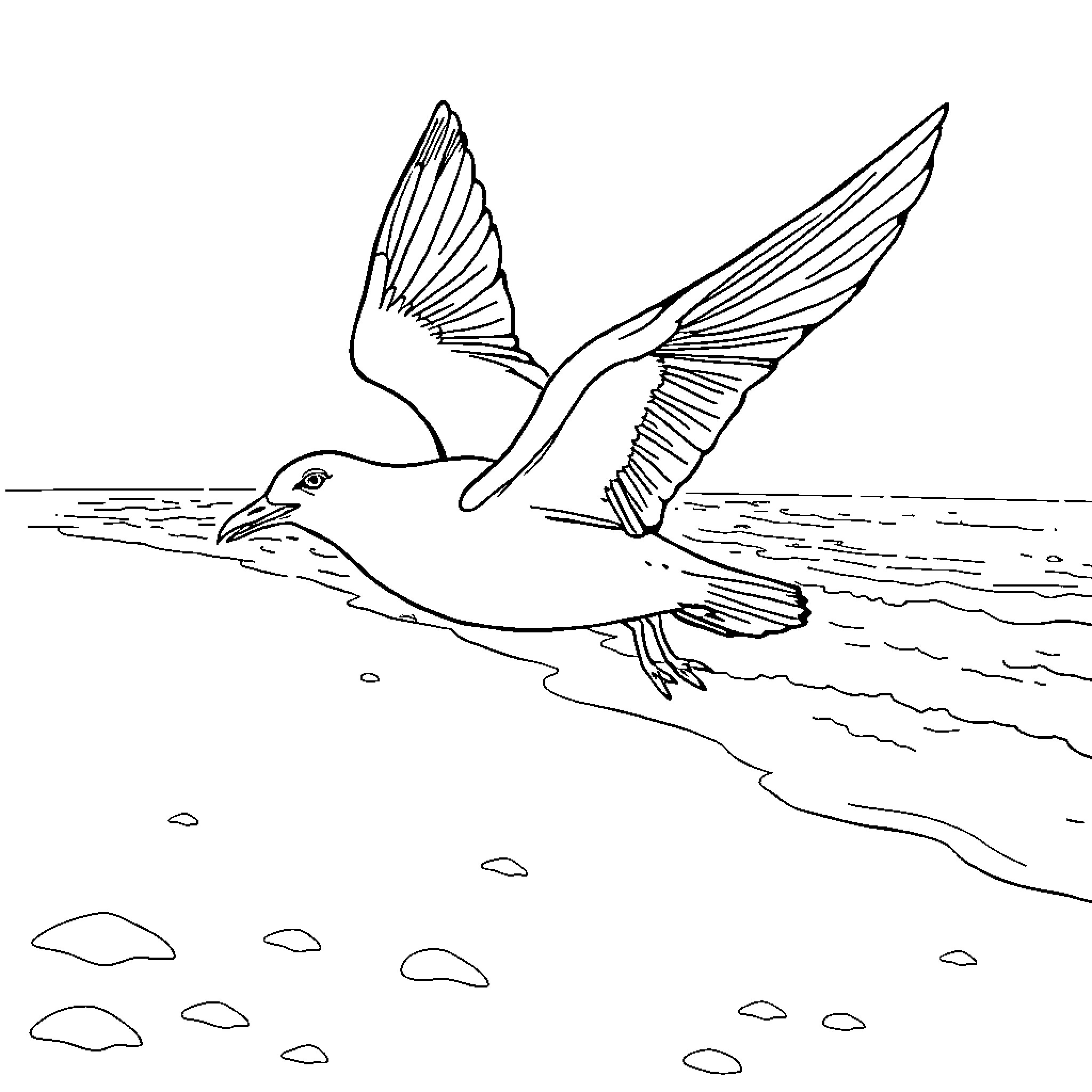 Seagull soaring over the ocean Coloring Page (free black-and-white line drawing printable PDF for all, from beginners to advanced learners, including children, teens, adults, and seniors)
