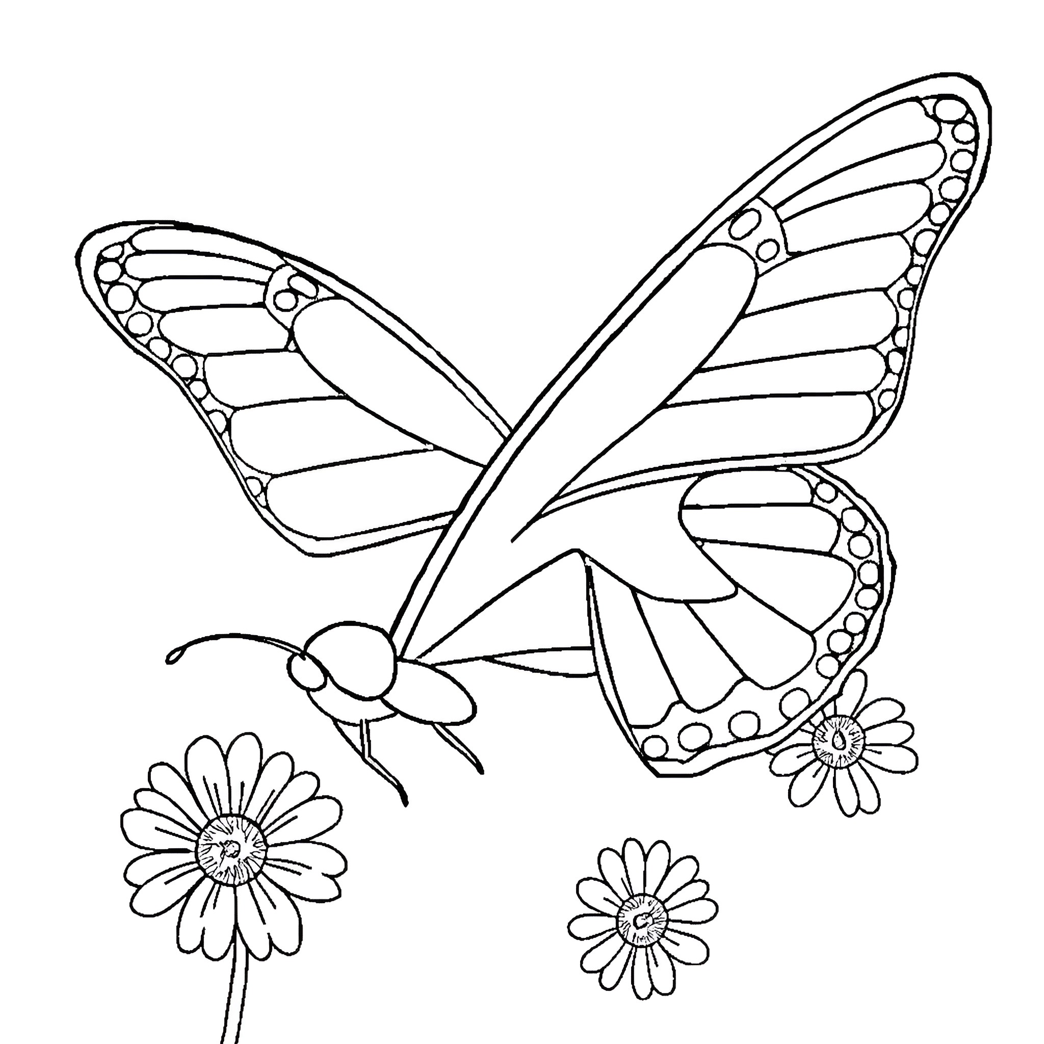 Butterfly delicately landing on flowers Coloring Page (free black-and-white line drawing printable PDF for all, from beginners to advanced learners, including children, teens, adults, and seniors)