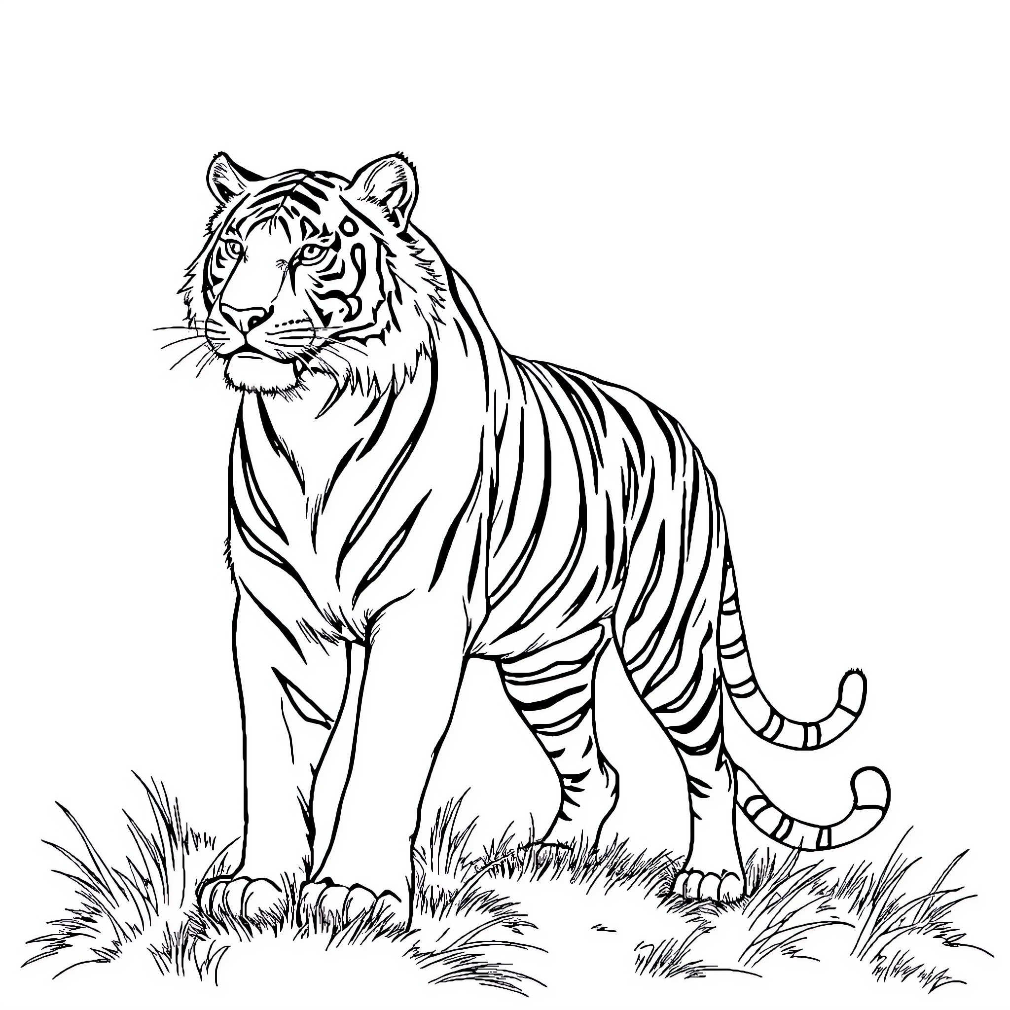 Tiger Standing Proudly in the Wilderness Coloring Page (free black-and-white line drawing printable PDF for all, from beginners to advanced learners, including children, teens, adults, and seniors)