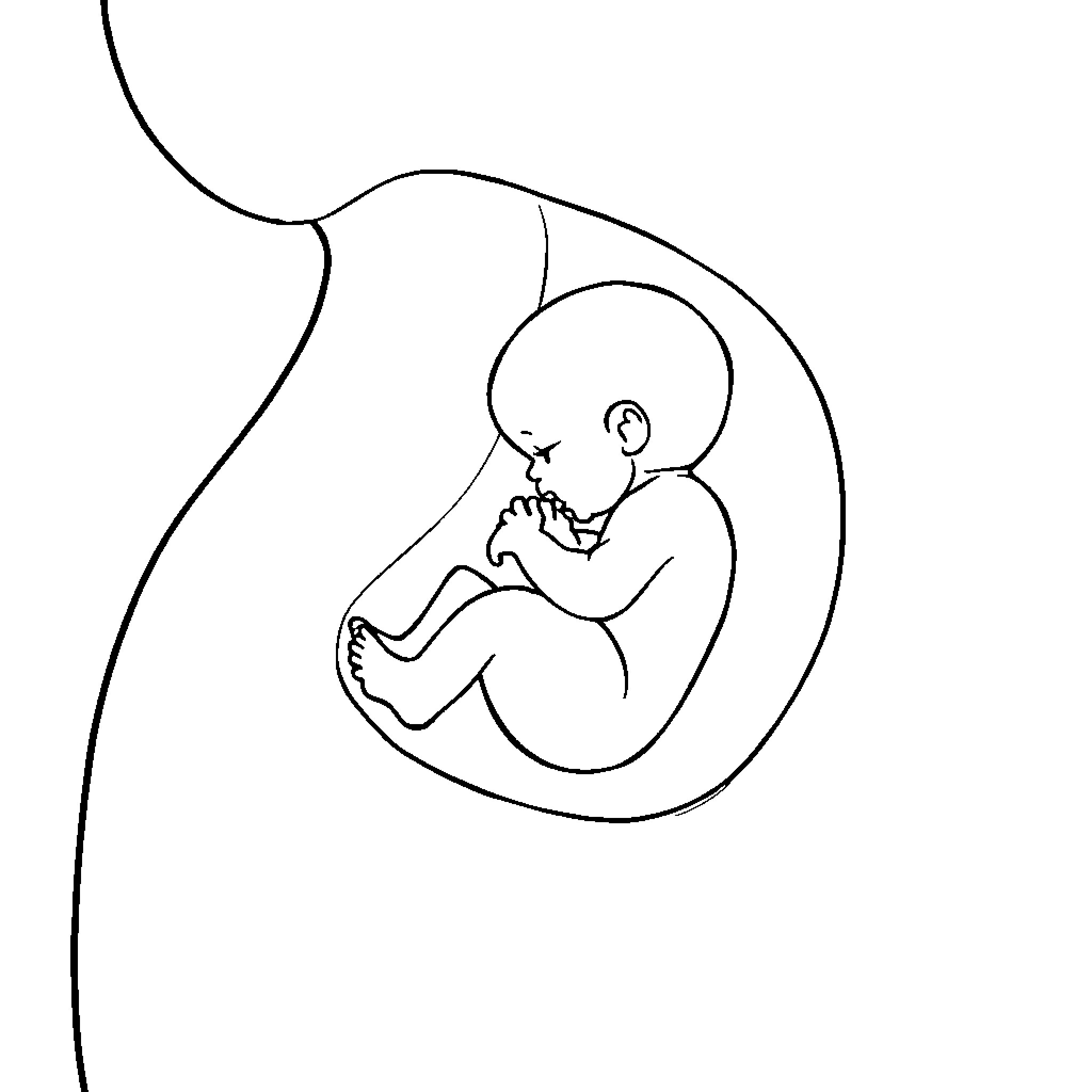 Foetus nestled in the womb Coloring Page (free black-and-white line drawing printable PDF for all, from beginners to advanced learners, including children, teens, adults, and seniors)