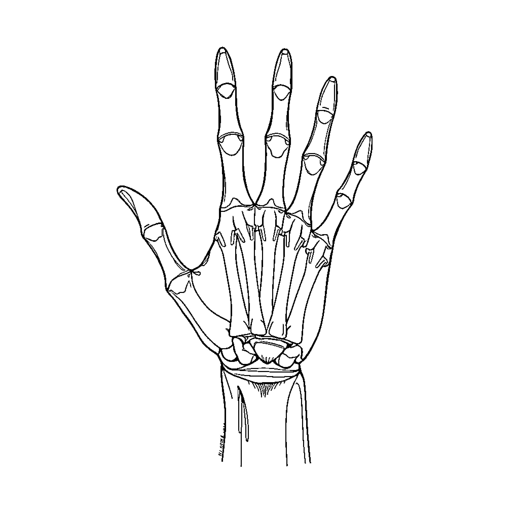 Hand Anatomy Sketch Coloring Page (free black-and-white line drawing printable PDF for all, from beginners to advanced learners, including children, teens, adults, and seniors)