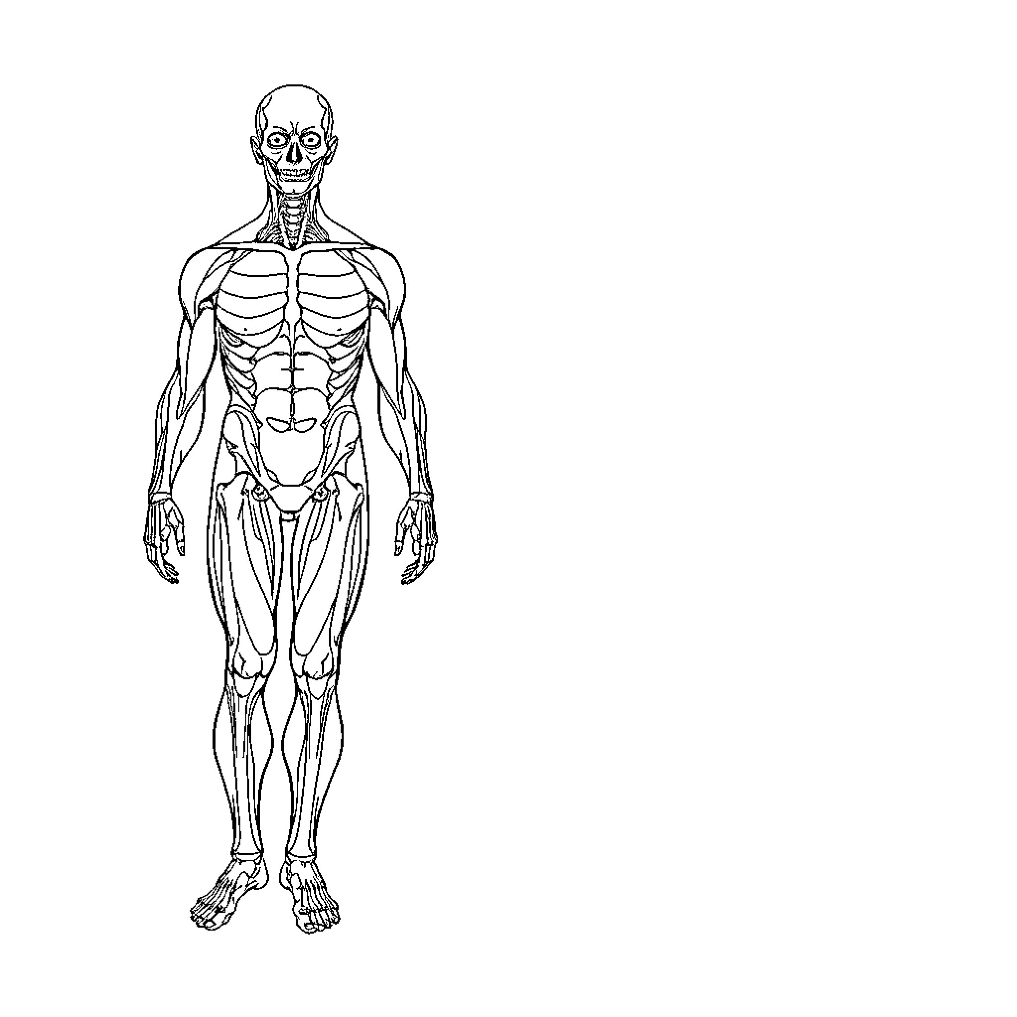 Male Body Anatomy Diagram Coloring Page (free black-and-white line drawing printable PDF for all, from beginners to advanced learners, including children, teens, adults, and seniors)