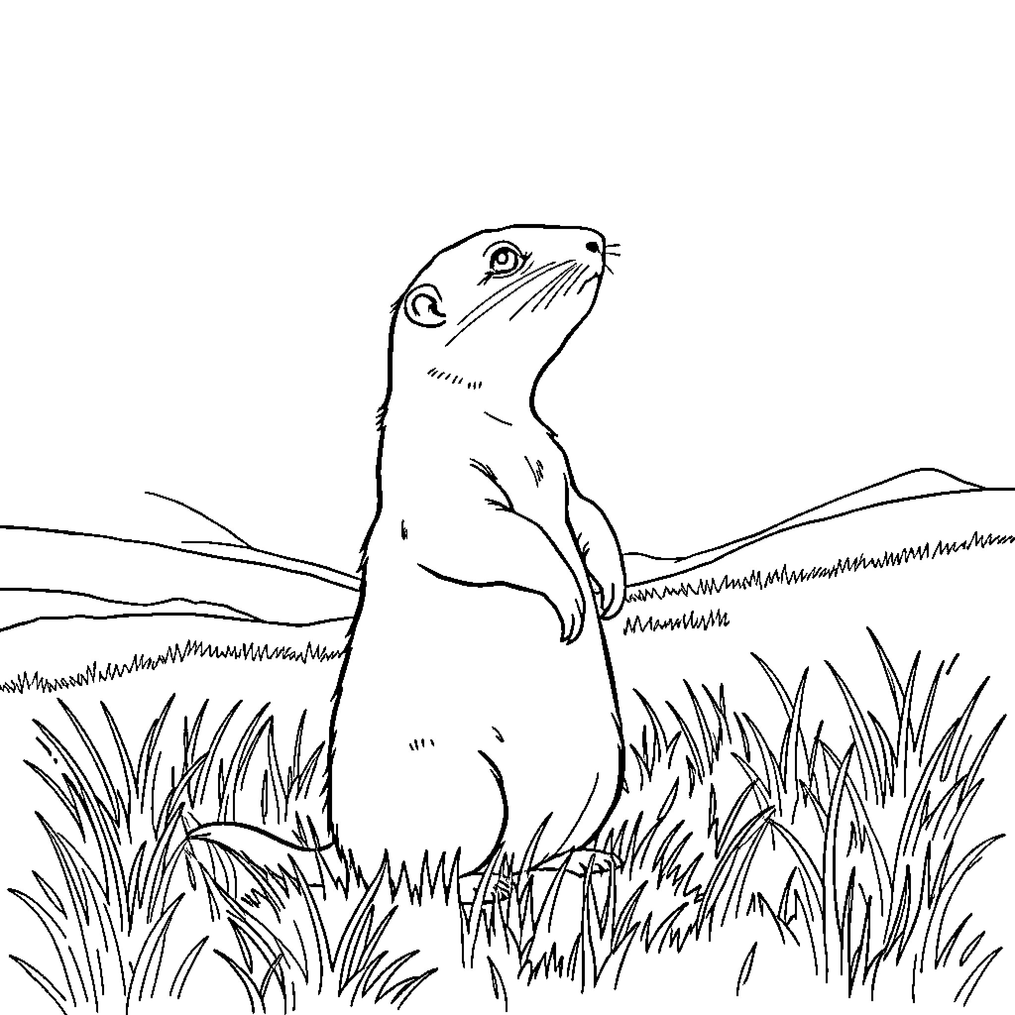 Prairie Dog observing the landscape Coloring Page (free black-and-white line drawing printable PDF for all, from beginners to advanced learners, including children, teens, adults, and seniors)