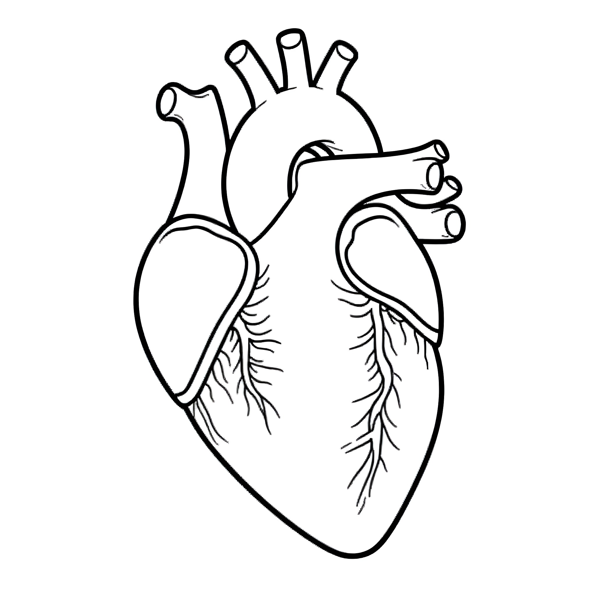 Heart Anatomy Illustration Coloring Page (free black-and-white line drawing printable PDF for all, from beginners to advanced learners, including children, teens, adults, and seniors)