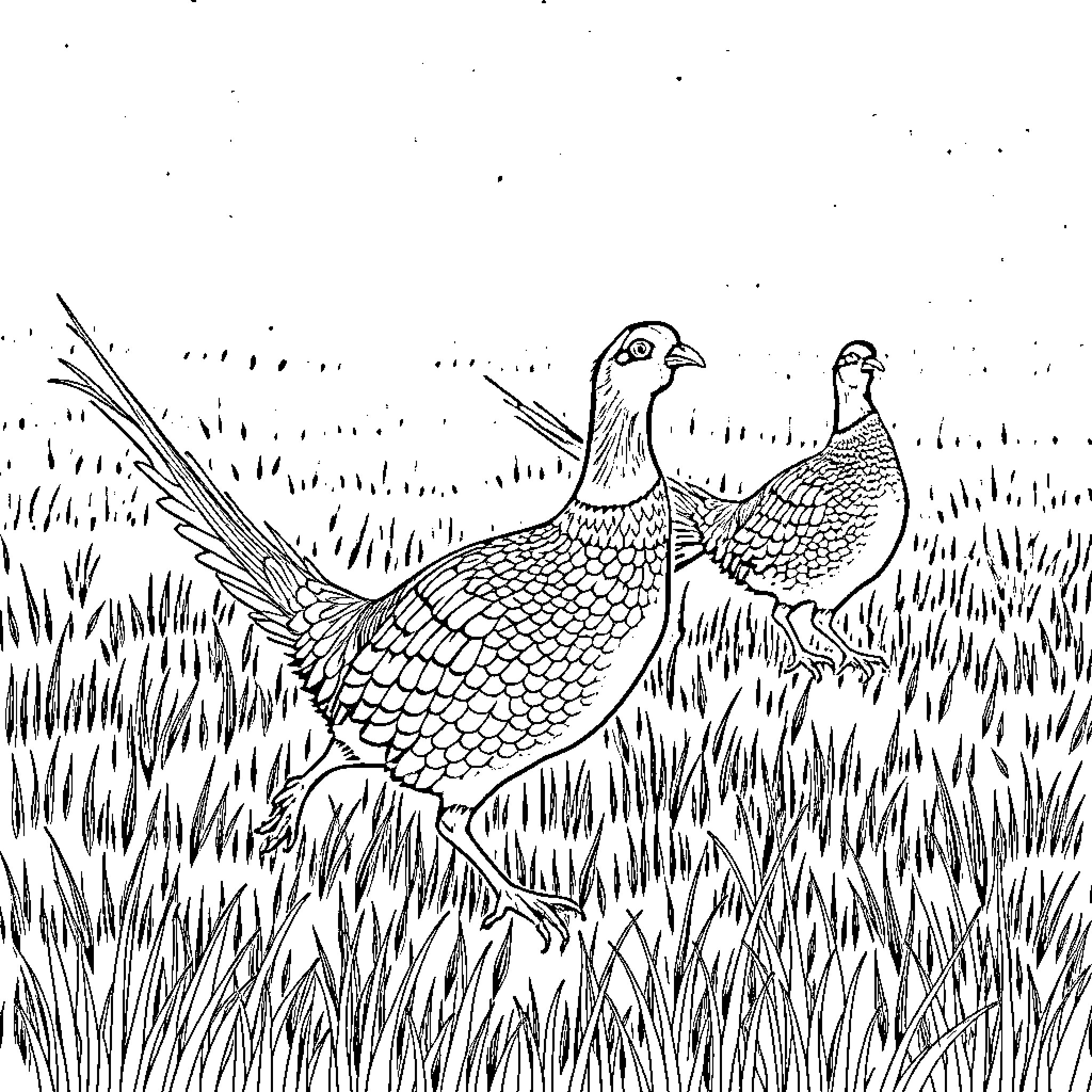 Pheasants perched in a grassy field Coloring Page (free black-and-white line drawing printable PDF for all, from beginners to advanced learners, including children, teens, adults, and seniors)