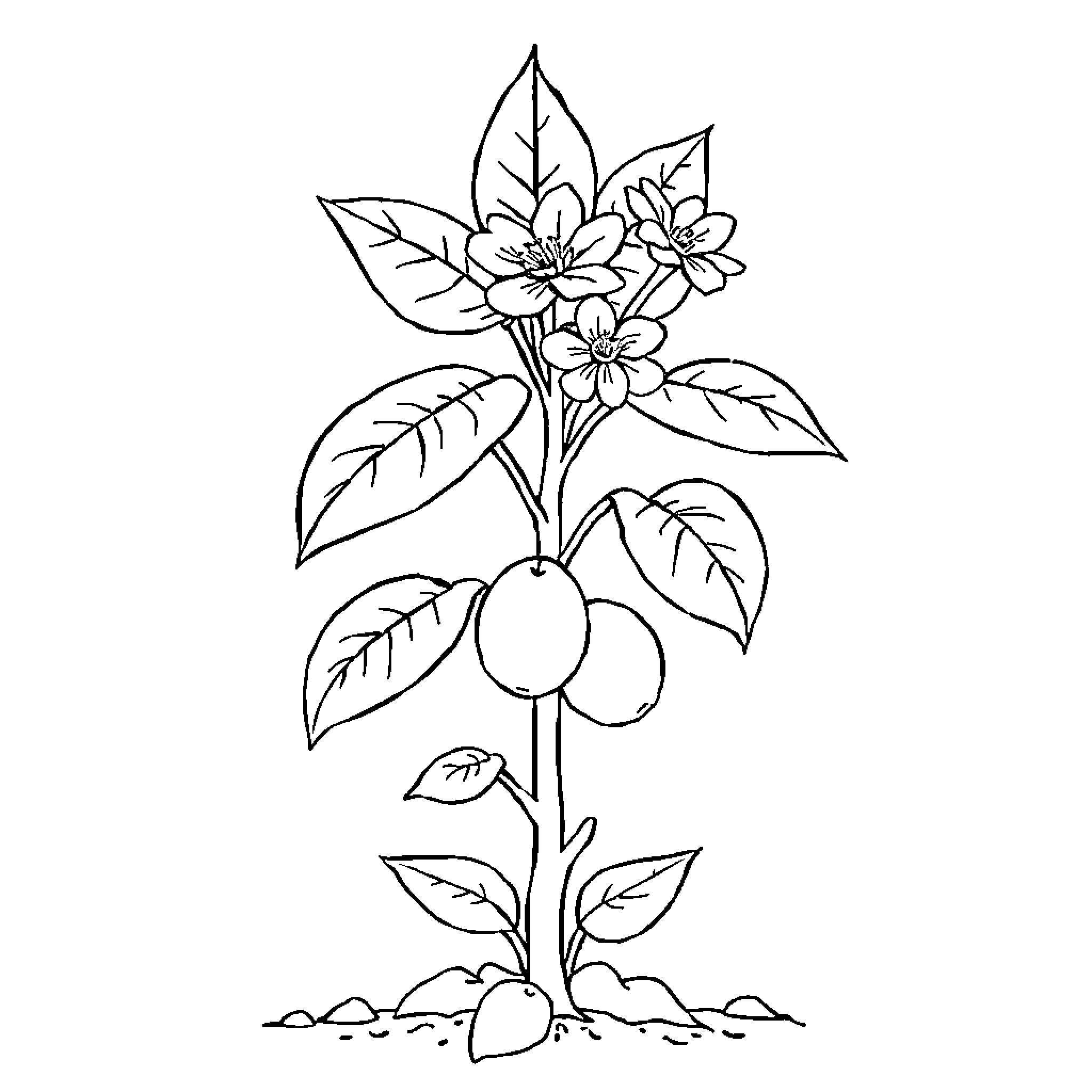 Plant with flowers and leaves Coloring Page (free black-and-white line drawing printable PDF for all, from beginners to advanced learners, including children, teens, adults, and seniors)