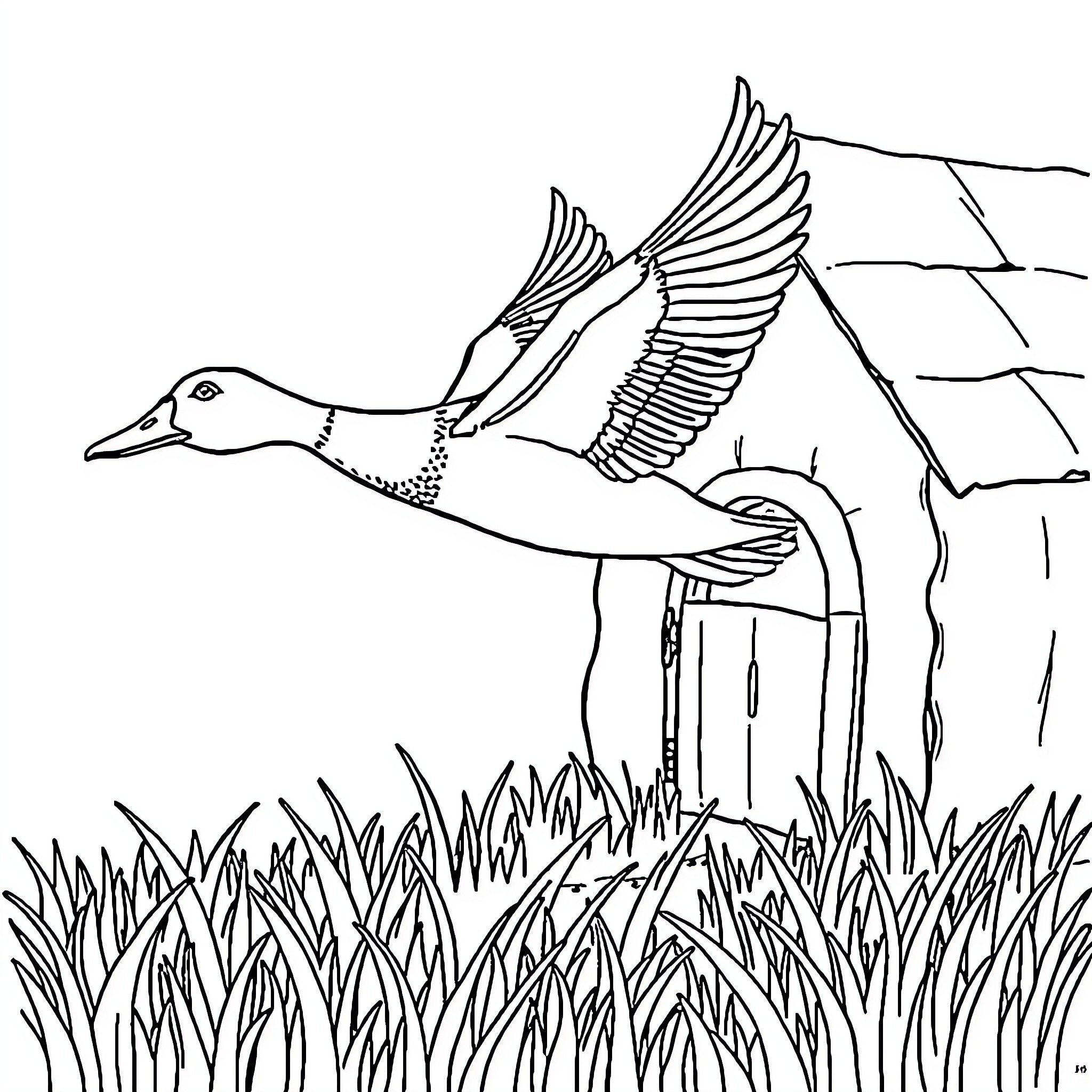 Duck Taking Flight from Grassy Field Coloring Page (free black-and-white line drawing printable PDF for all, from beginners to advanced learners, including children, teens, adults, and seniors)