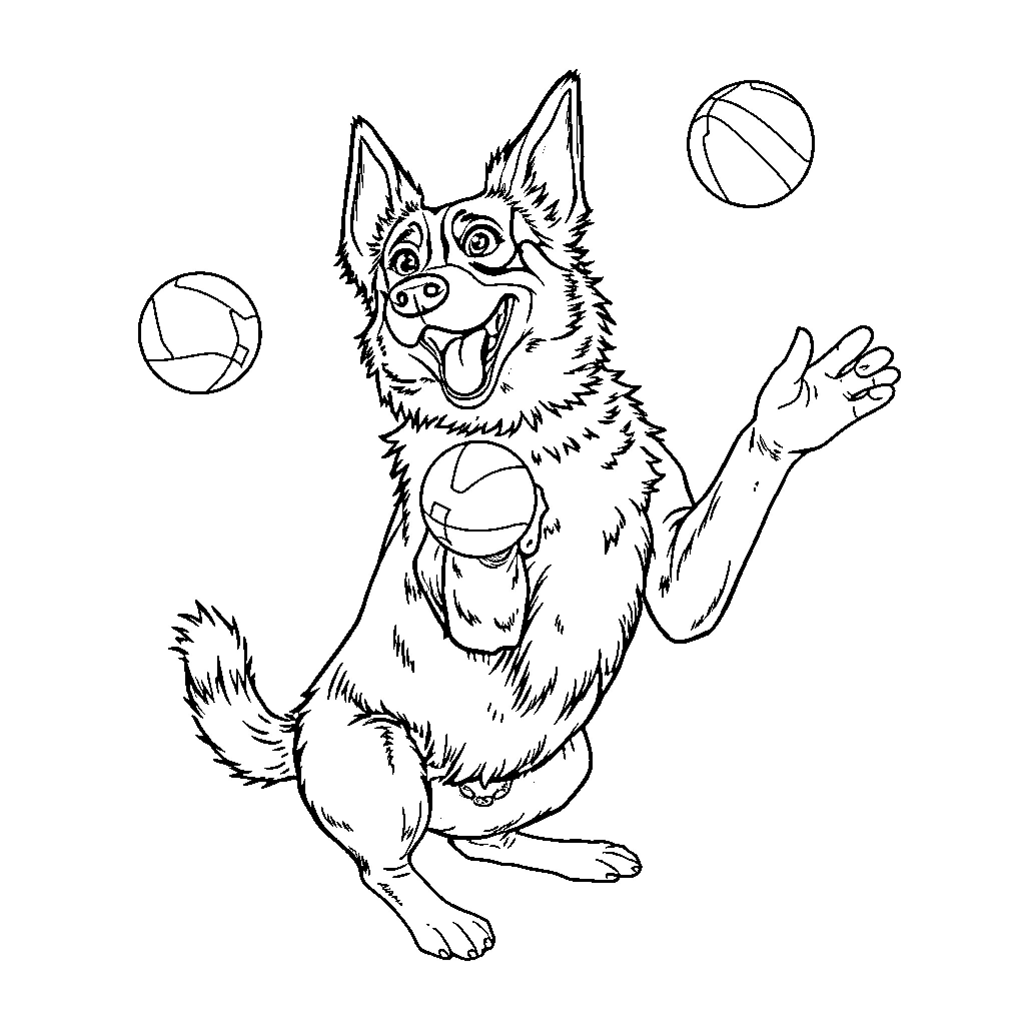 Heeler dog playing with balls happily Coloring Page (free black-and-white line drawing printable PDF for all, from beginners to advanced learners, including children, teens, adults, and seniors)