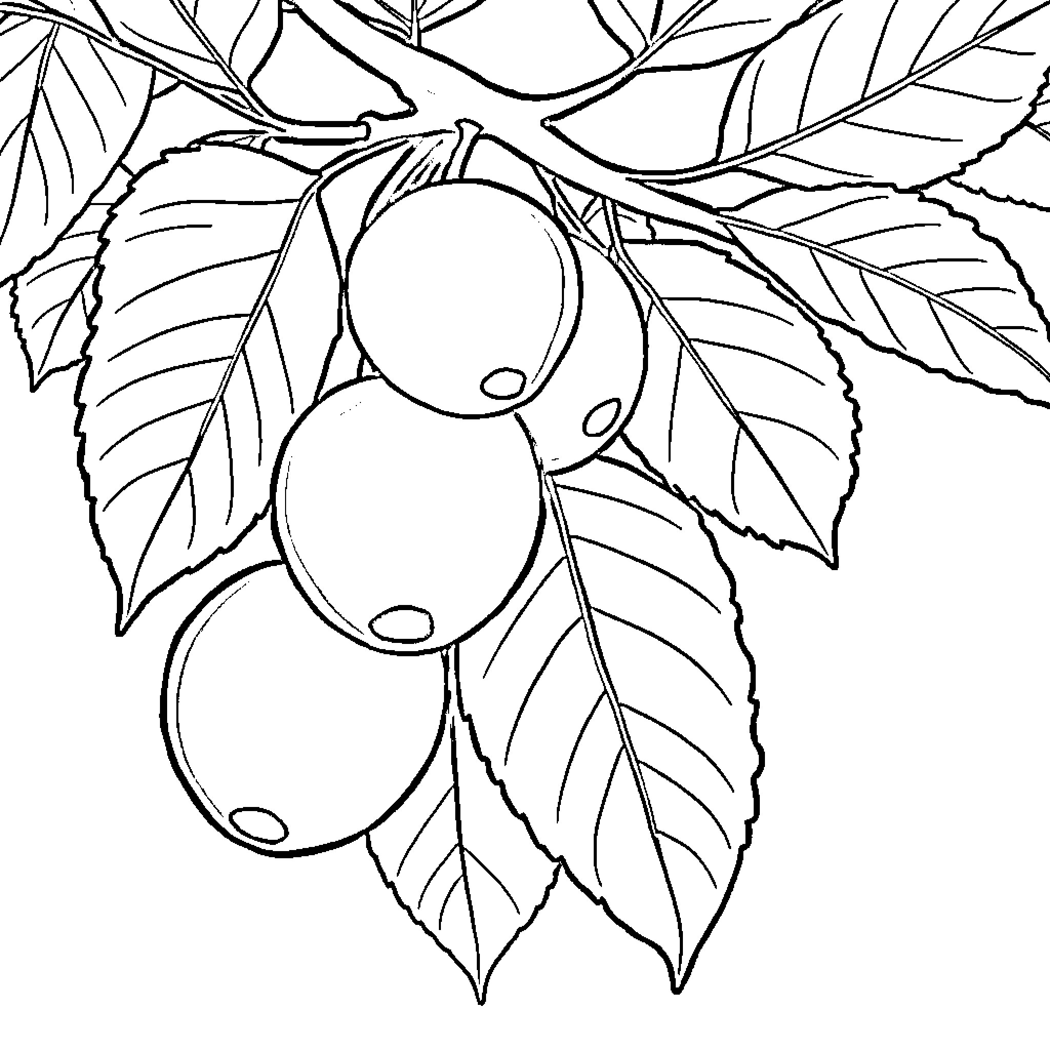 Plum Fruit Hanging on Branches Coloring Page (free black-and-white line drawing printable PDF for all, from beginners to advanced learners, including children, teens, adults, and seniors)