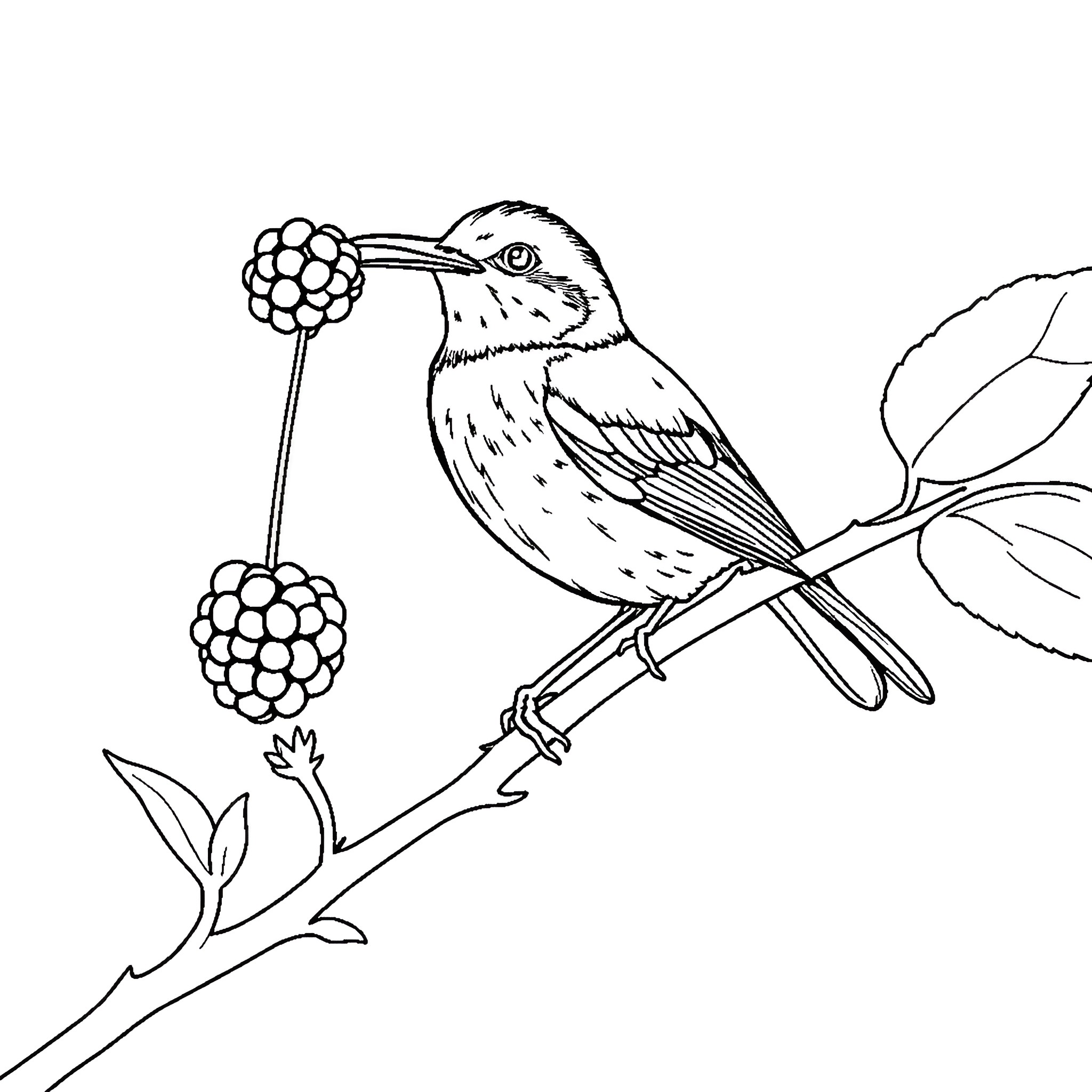 Bird perched on branch with berries Coloring Page (free black-and-white line drawing printable PDF for all, from beginners to advanced learners, including children, teens, adults, and seniors)