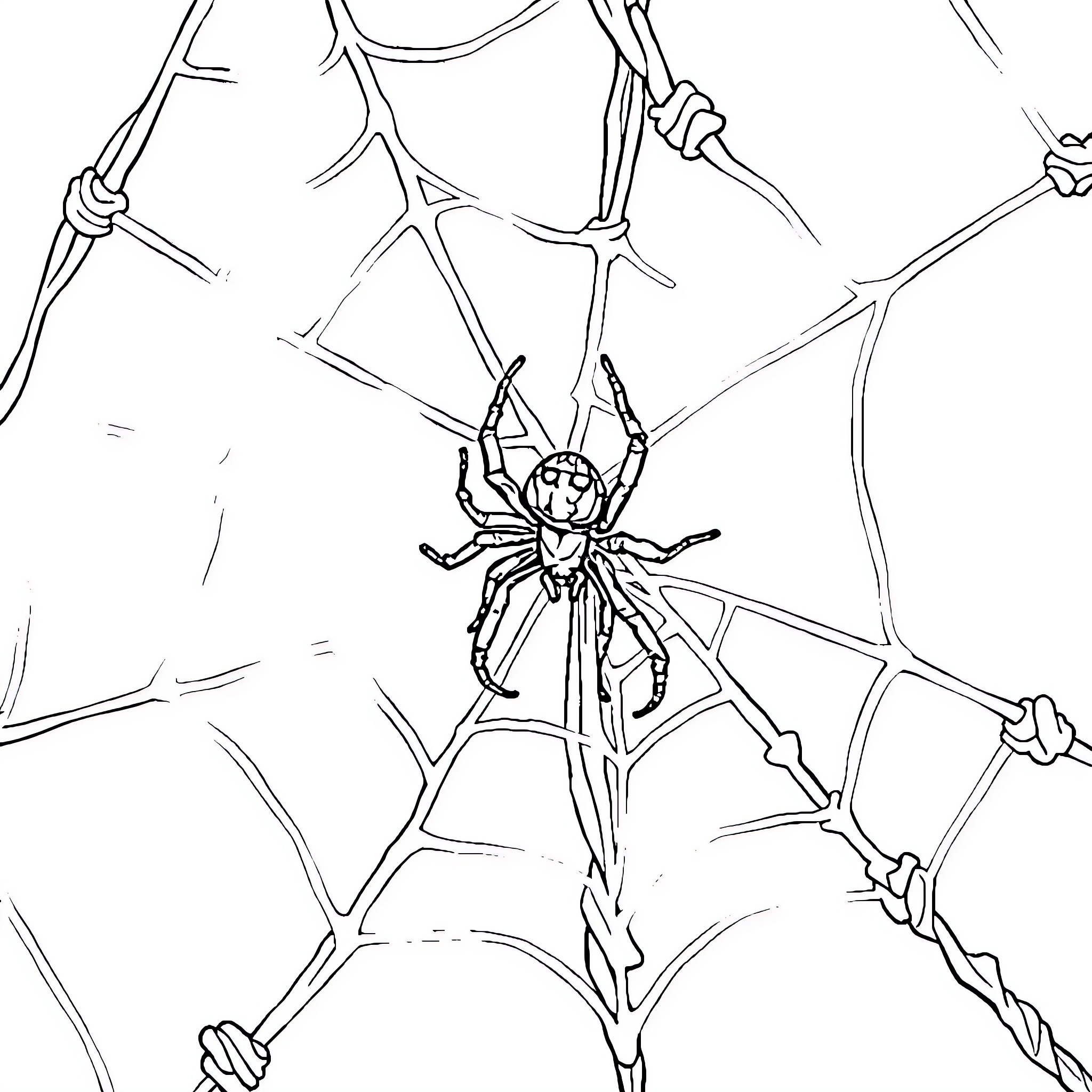 Spider spinning a web Coloring Page (free black-and-white line drawing printable PDF for all, from beginners to advanced learners, including children, teens, adults, and seniors)