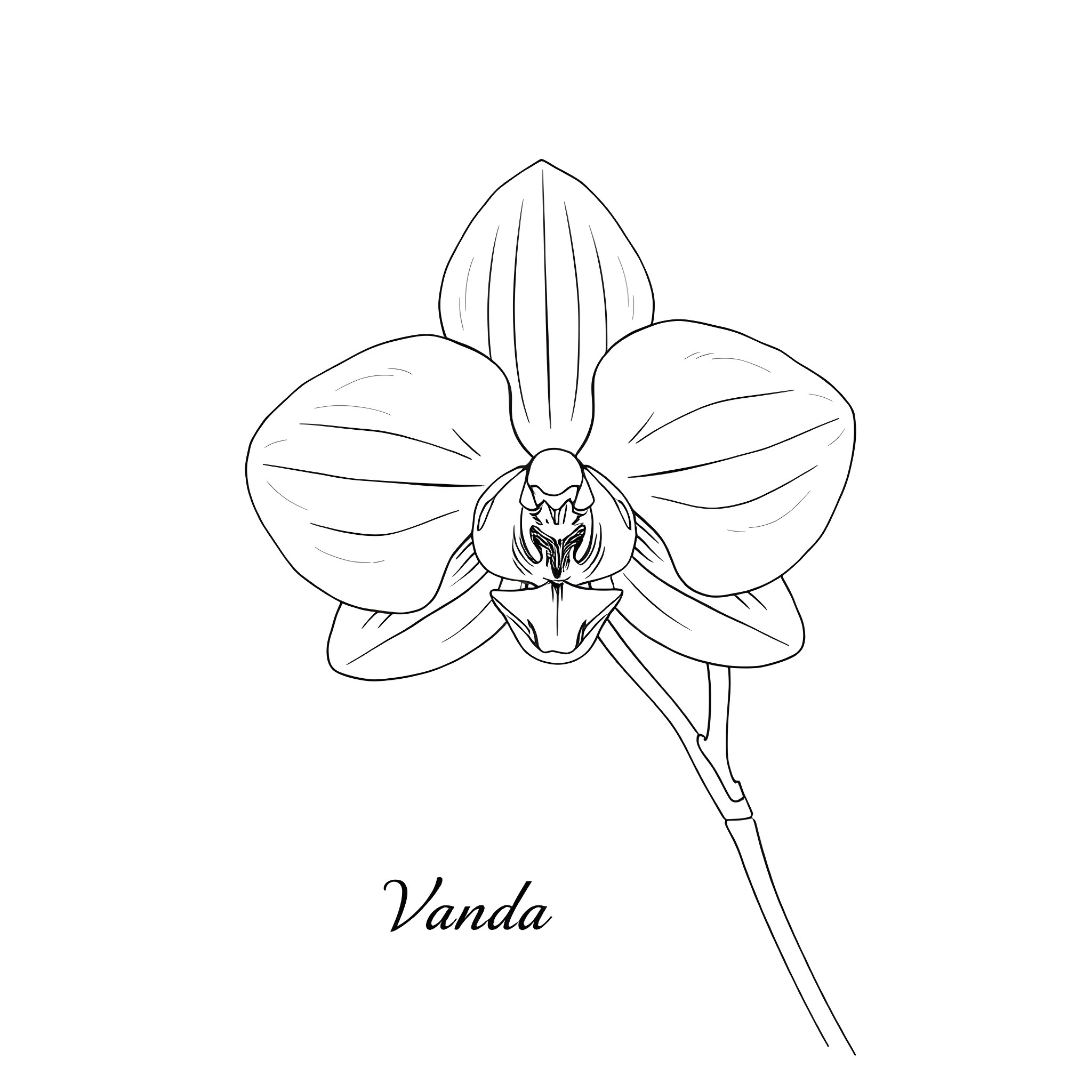 Elegant Orchid Blossom in Monochrome Coloring Page (free black-and-white line drawing printable PDF for all, from beginners to advanced learners, including children, teens, adults, and seniors)