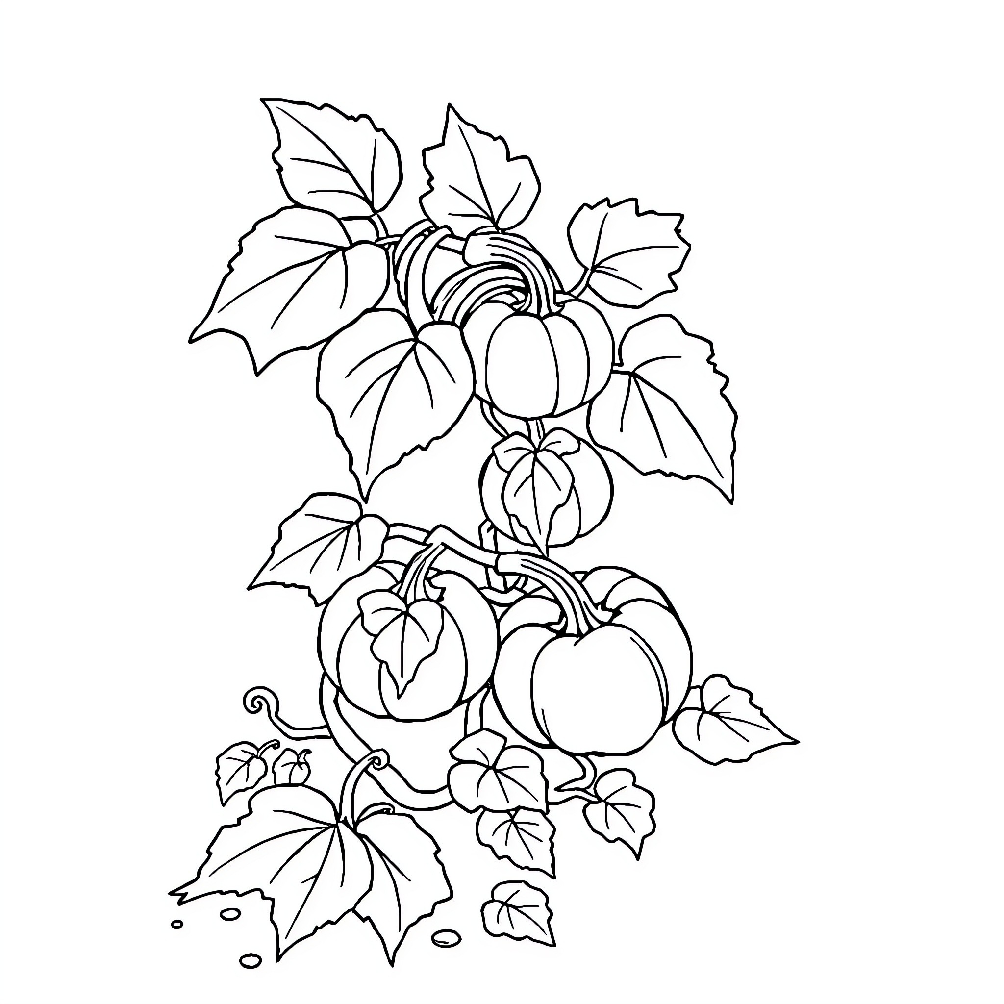 Pumpkins growing on the vine with leaves Coloring Page (free black-and-white line drawing printable PDF for all, from beginners to advanced learners, including children, teens, adults, and seniors)