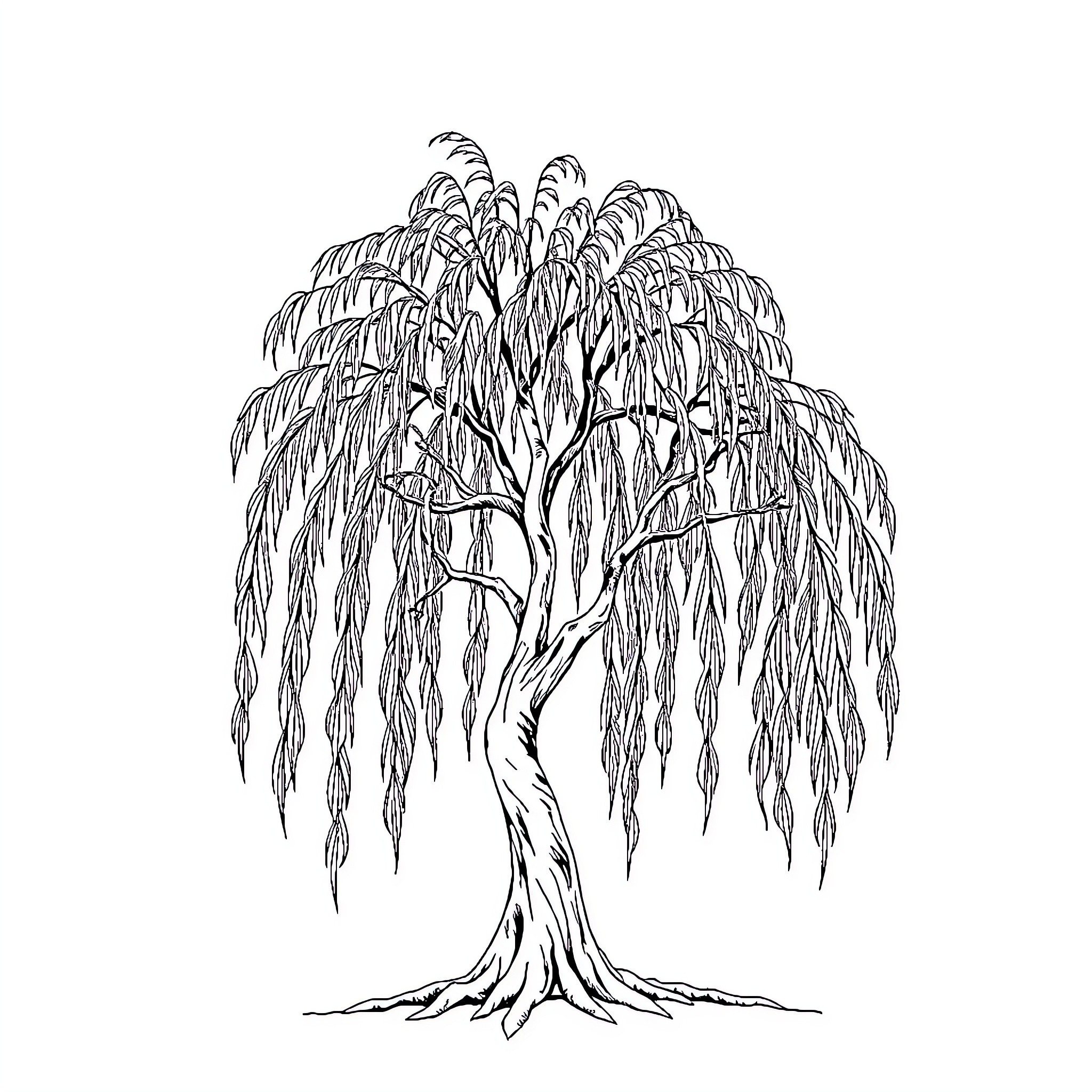 Willow tree with elegant, flowing branches Coloring Page (free black-and-white line drawing printable PDF for all, from beginners to advanced learners, including children, teens, adults, and seniors)
