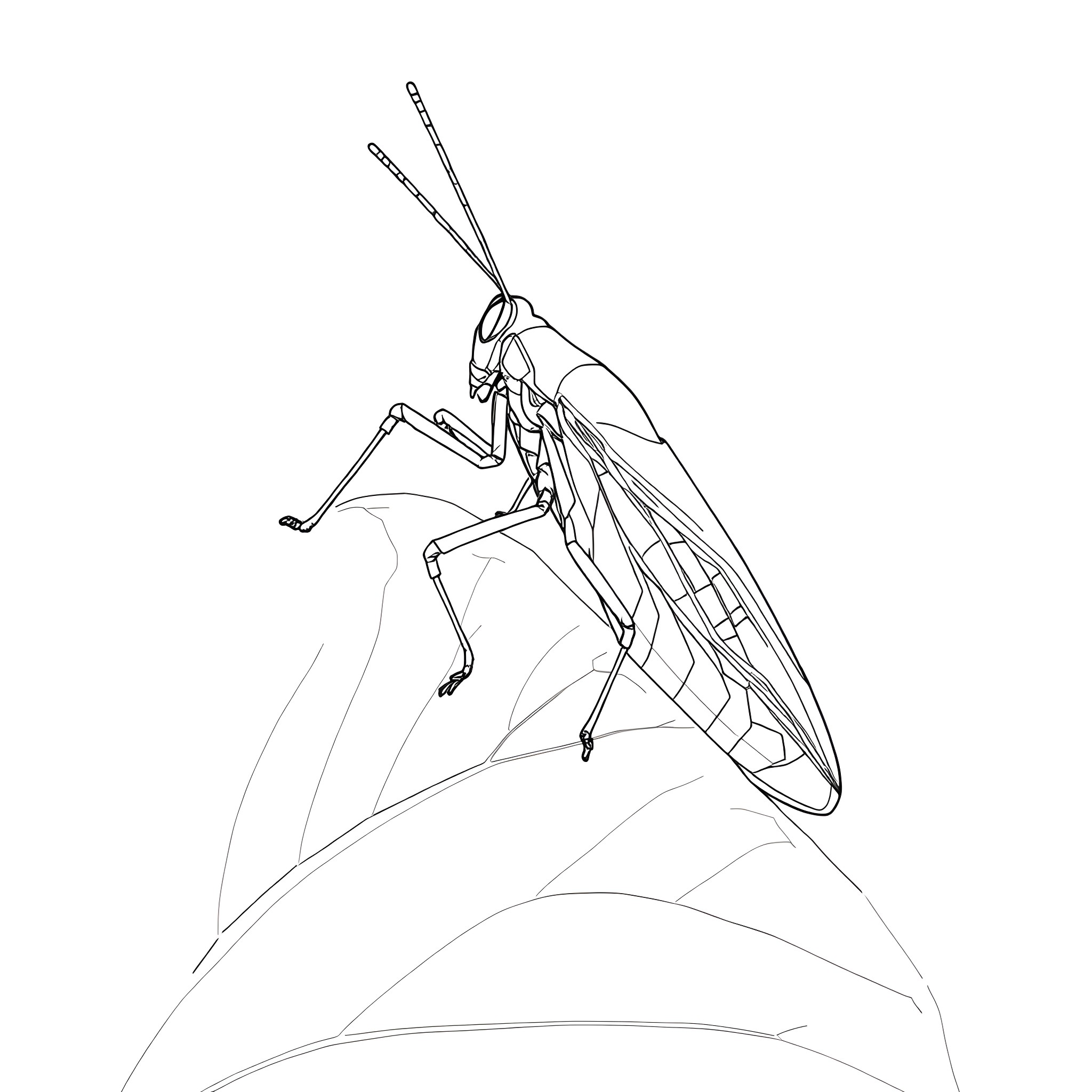 Grasshopper taking flight on a leaf Coloring Page (free black-and-white line drawing printable PDF for all, from beginners to advanced learners, including children, teens, adults, and seniors)