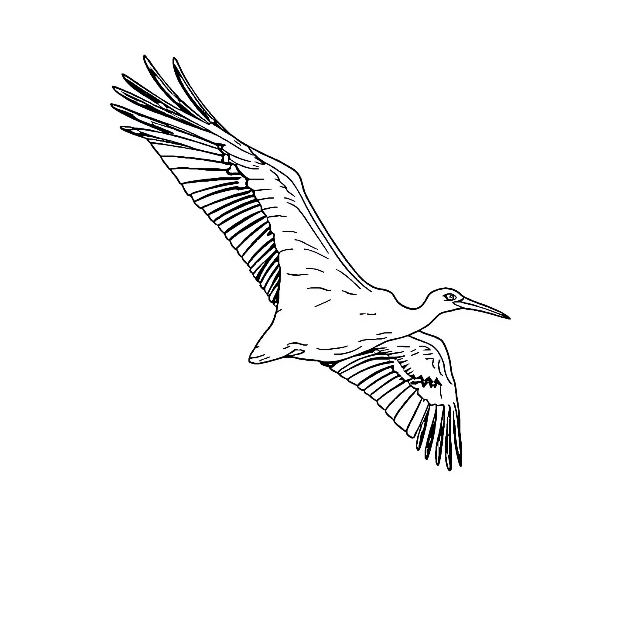 Stork soaring gracefully through the air Coloring Page (free black-and-white line drawing printable PDF for all, from beginners to advanced learners, including children, teens, adults, and seniors)