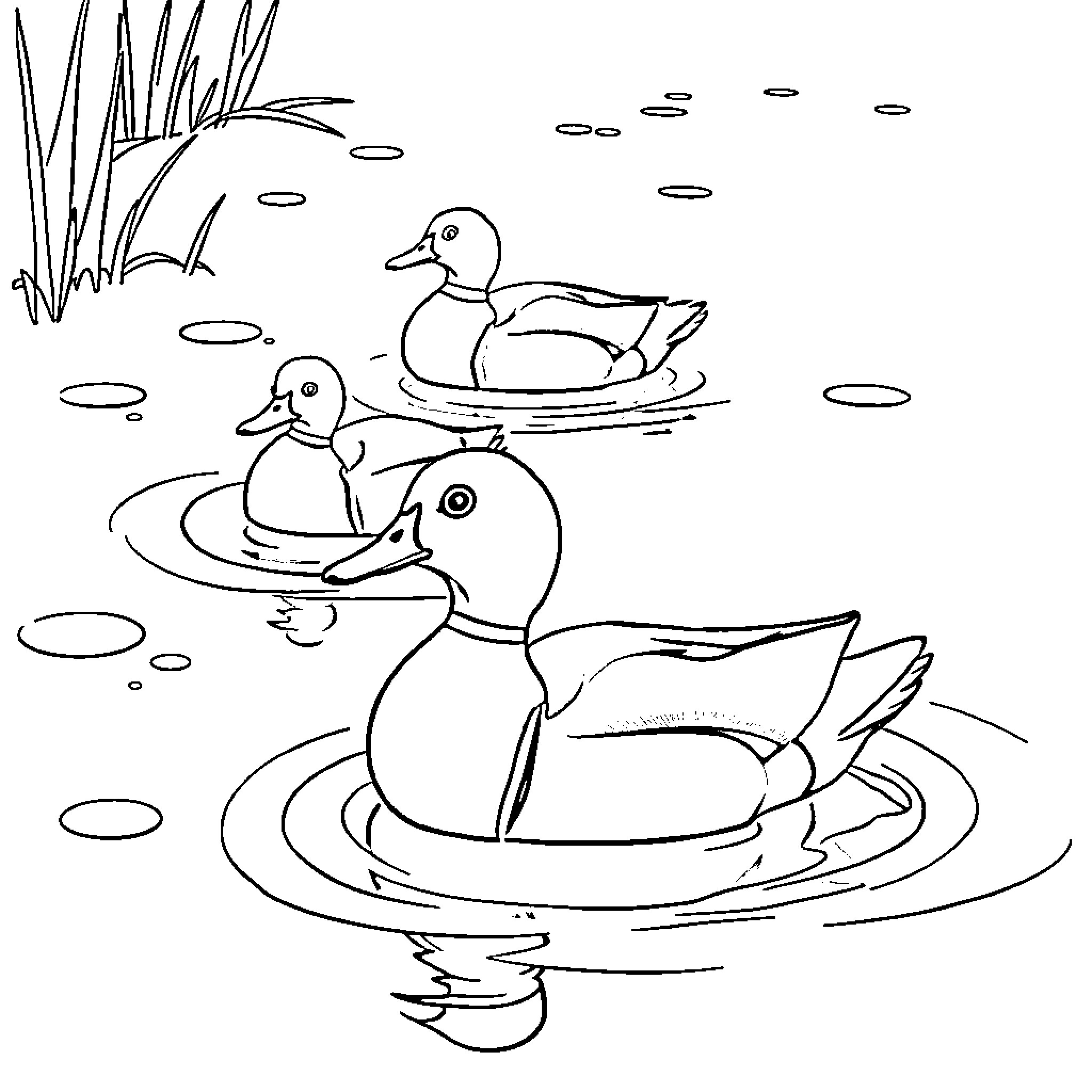 Duck Ducklings Swimming in Pond Coloring Page (free black-and-white line drawing printable PDF for all, from beginners to advanced learners, including children, teens, adults, and seniors)