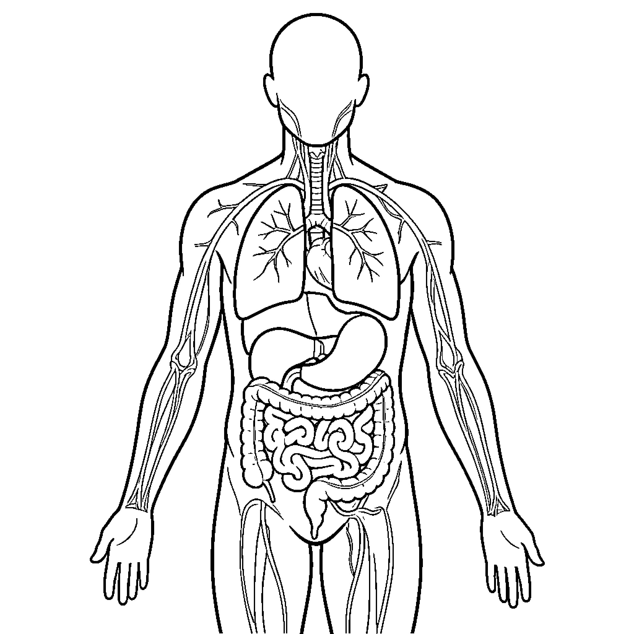 Human Body Anatomy Illustration Coloring Page (free black-and-white line drawing printable PDF for all, from beginners to advanced learners, including children, teens, adults, and seniors)