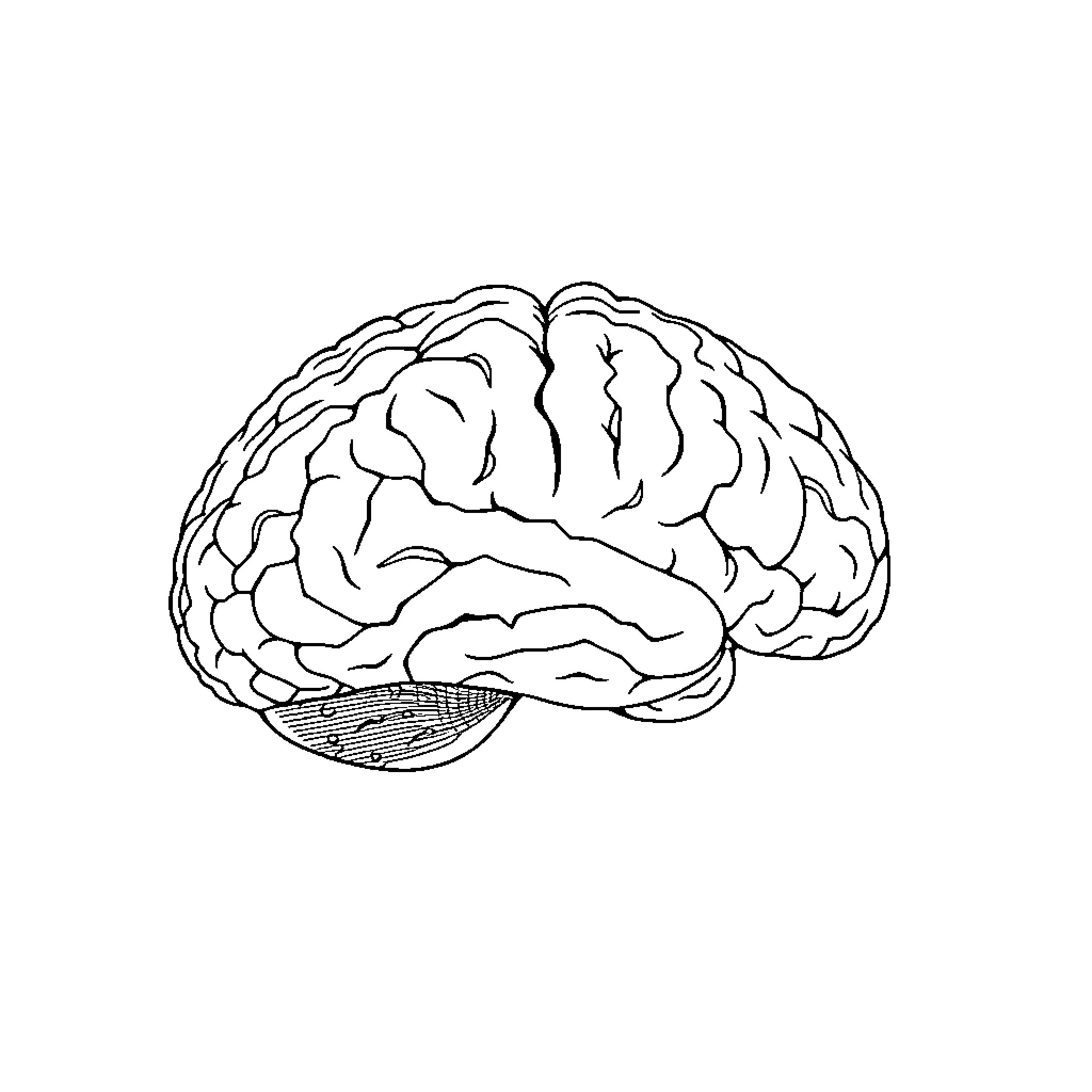 Mouse Brain Structure Diagram Coloring Page (free black-and-white line drawing printable PDF for all, from beginners to advanced learners, including children, teens, adults, and seniors)