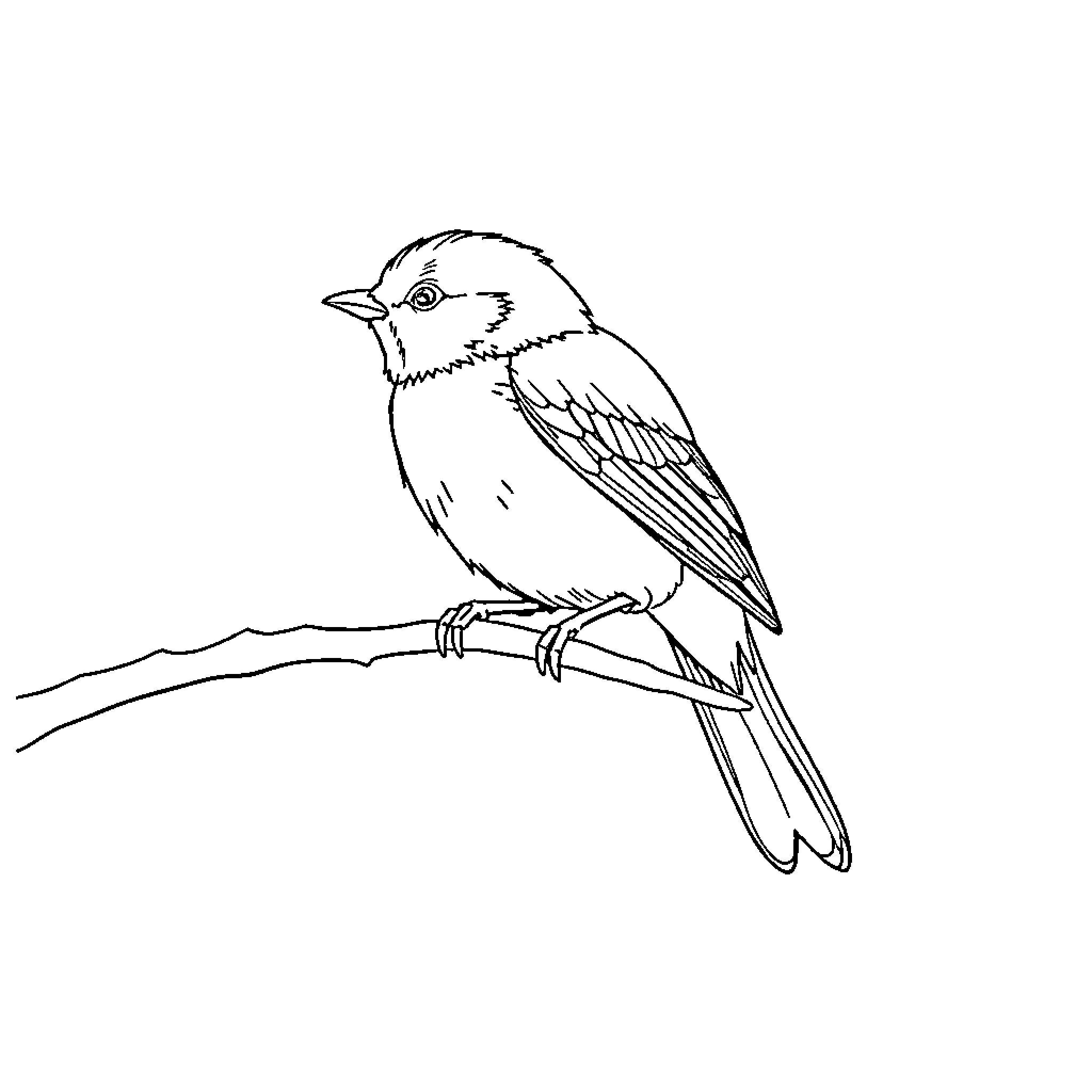 Bird perched on a branch Coloring Page (free black-and-white line drawing printable PDF for all, from beginners to advanced learners, including children, teens, adults, and seniors)