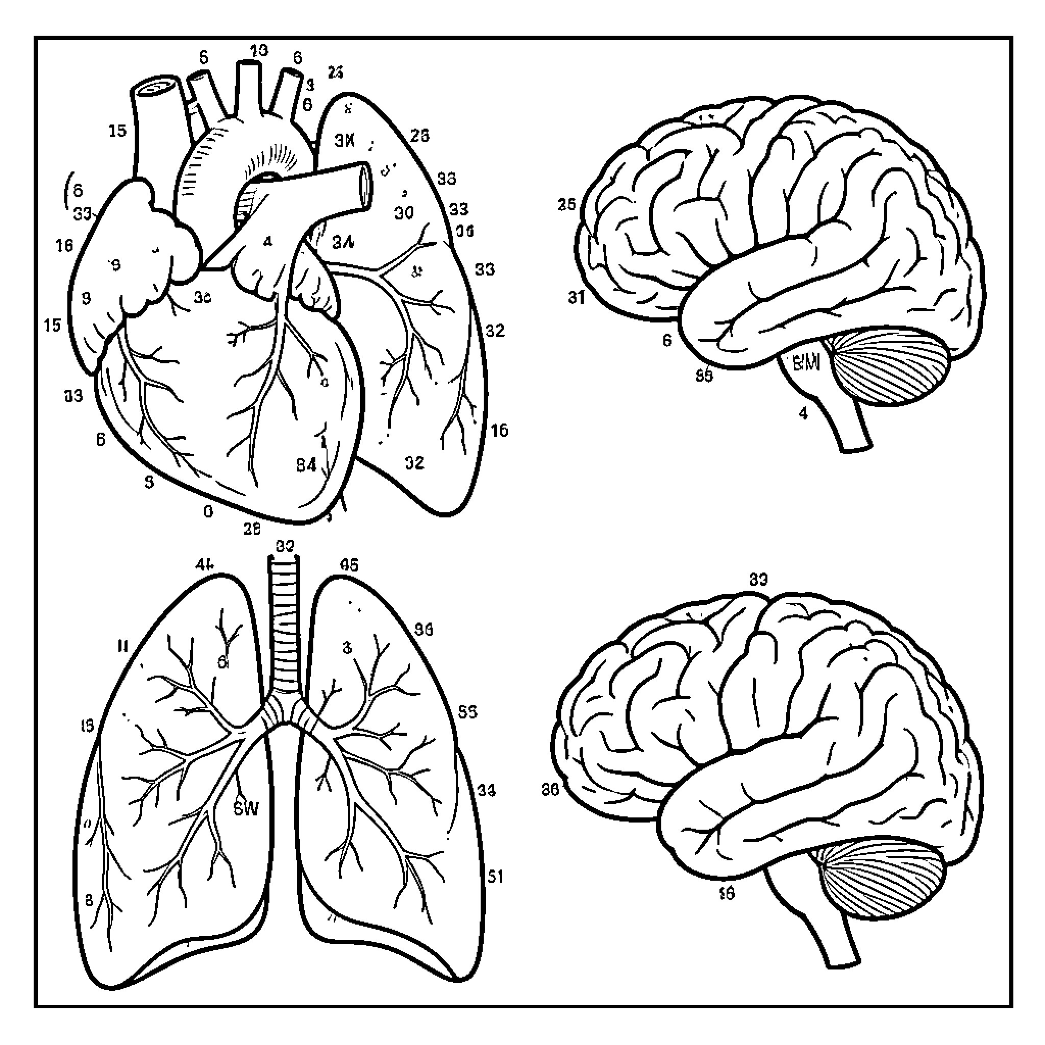 Human Organ Anatomy Diagram Illustrations Coloring Page (free black-and-white line drawing printable PDF for all, from beginners to advanced learners, including children, teens, adults, and seniors)