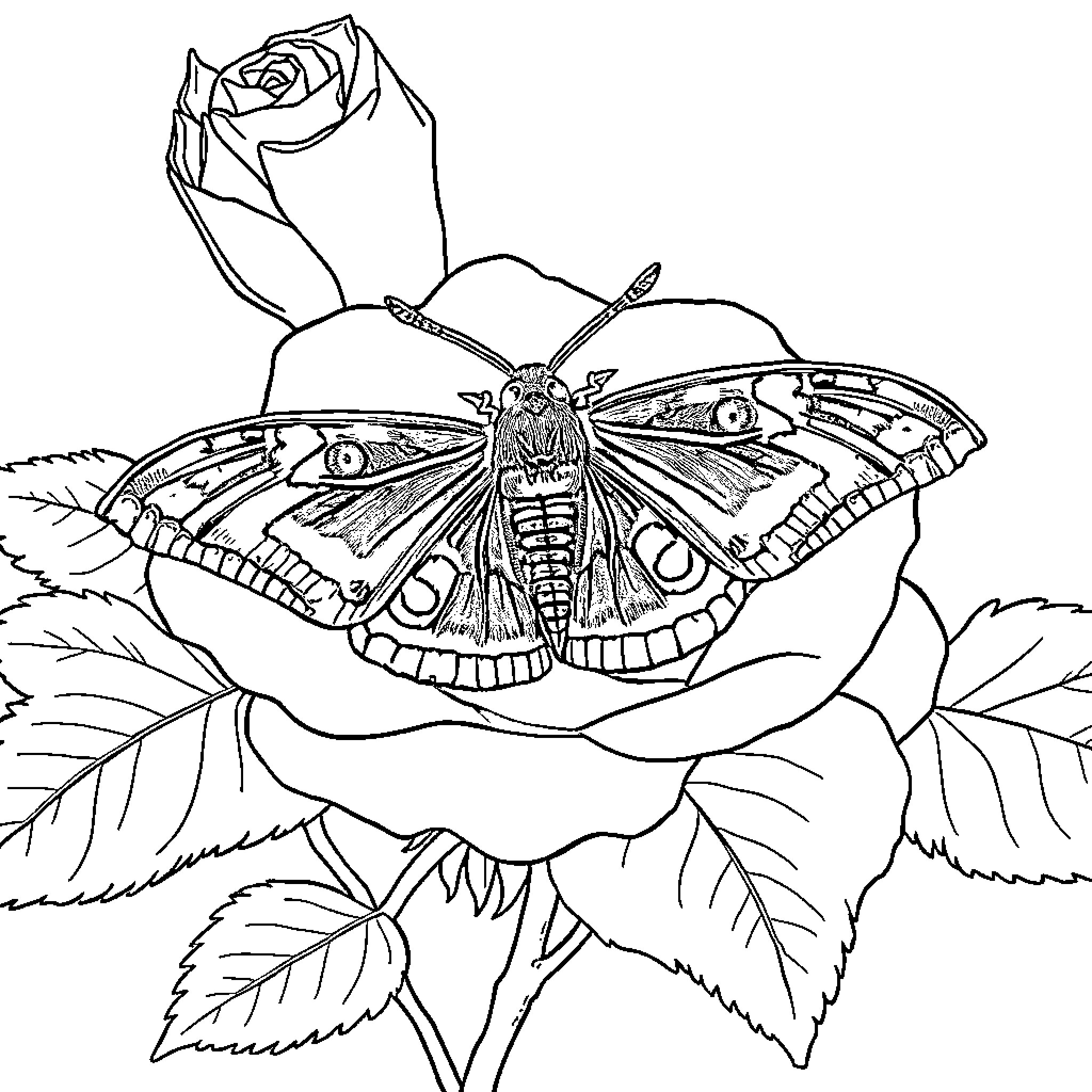 Moth resting on a detailed rose Coloring Page (free black-and-white line drawing printable PDF for all, from beginners to advanced learners, including children, teens, adults, and seniors)
