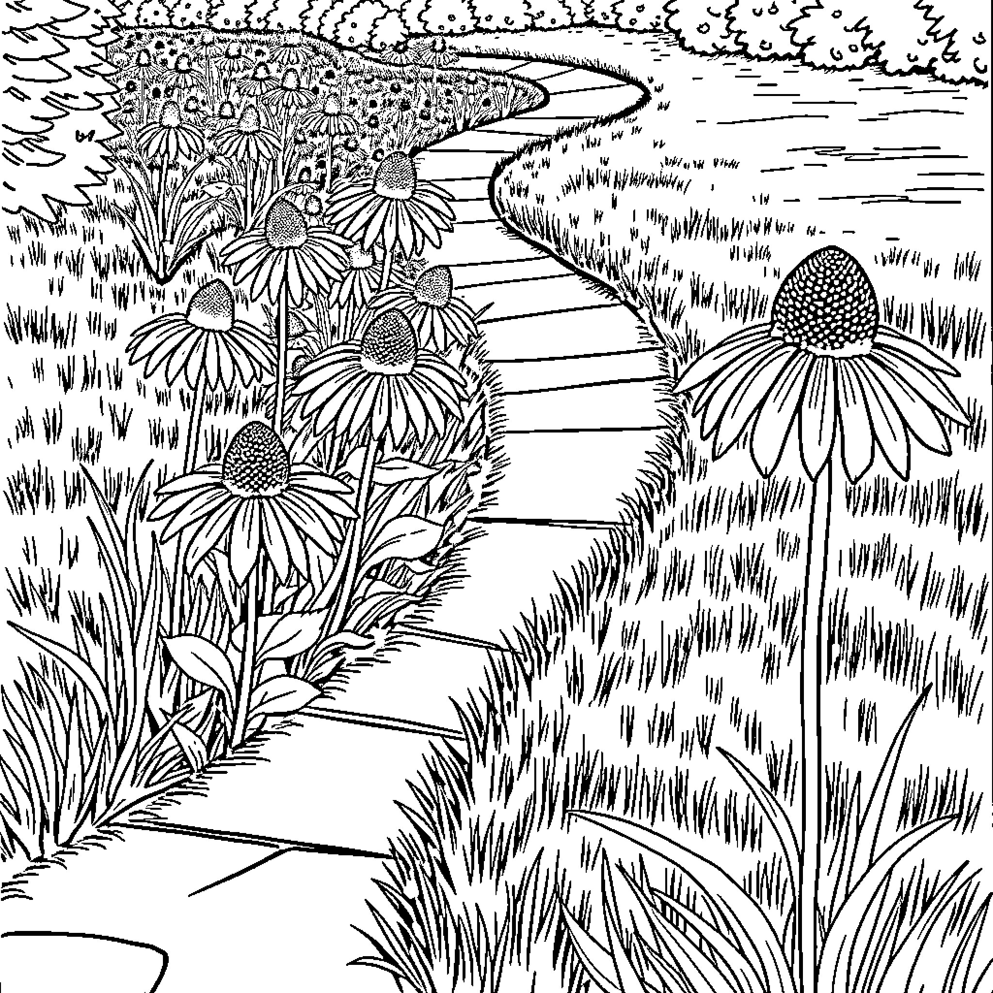 Coneflower Path Through Meadow Coloring Page (free black-and-white line drawing printable PDF for all, from beginners to advanced learners, including children, teens, adults, and seniors)