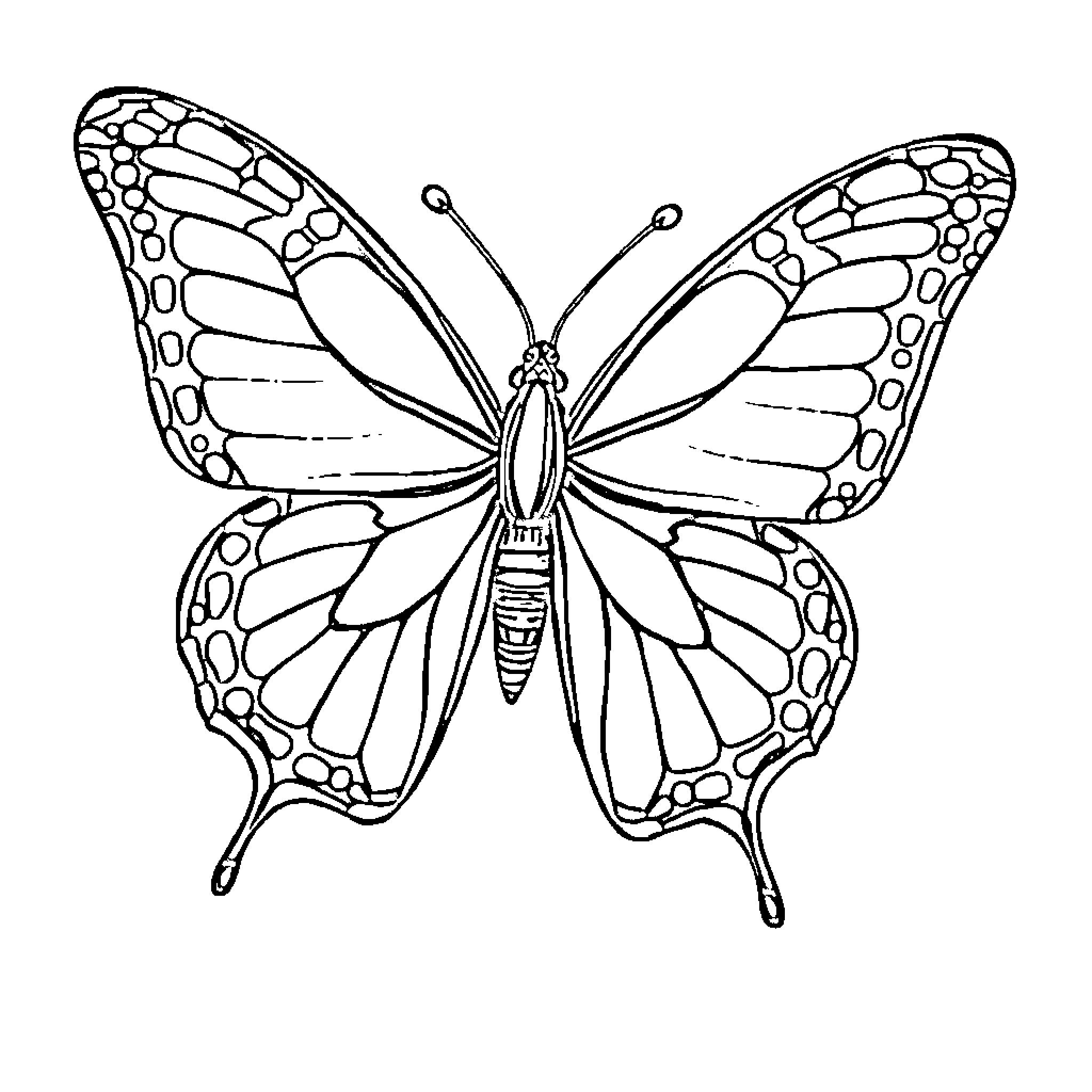 Papillon: Elegant Butterfly with Intricate Wings Coloring Page (free black-and-white line drawing printable PDF for all, from beginners to advanced learners, including children, teens, adults, and seniors)