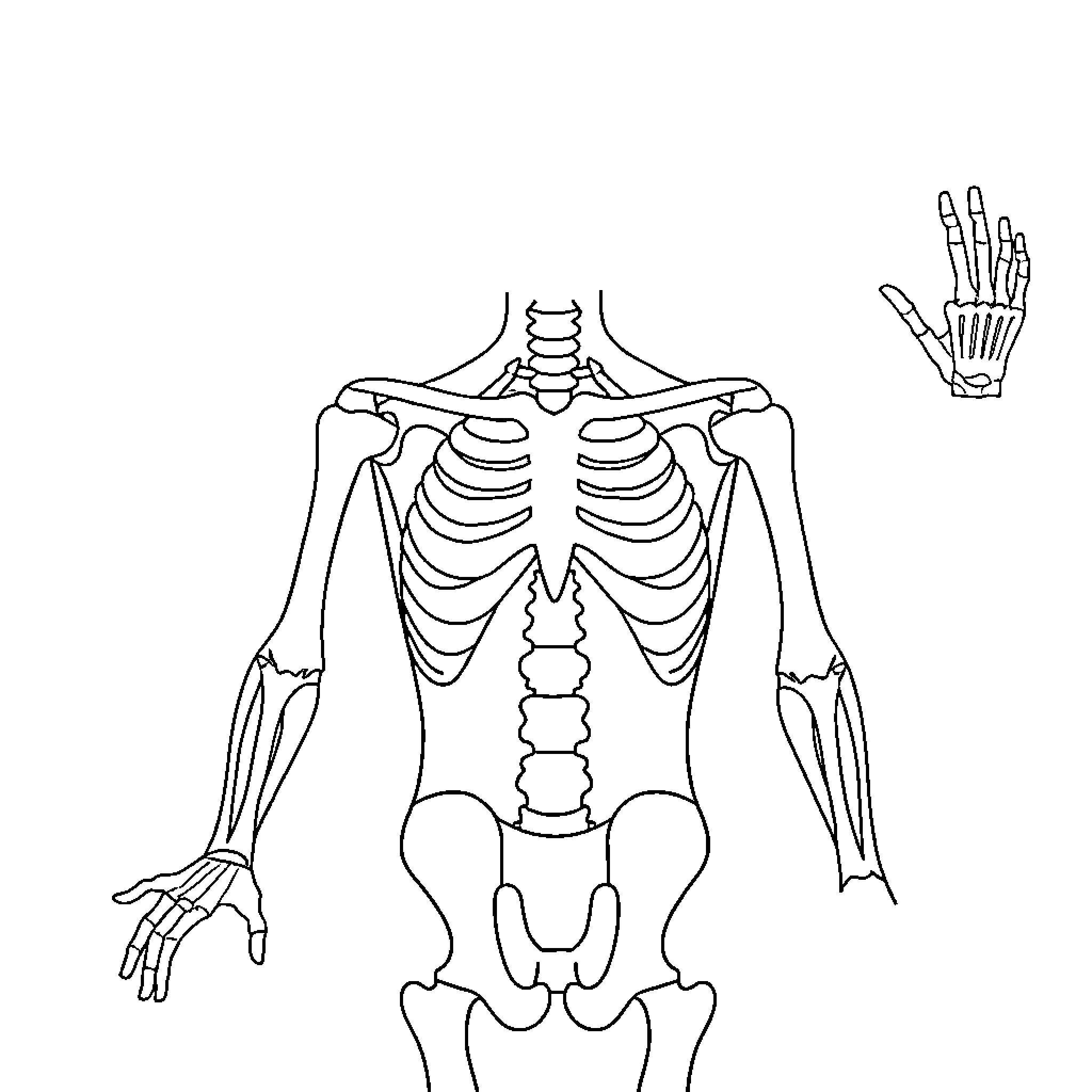 Human Body Parts: Skeleton and Skeletal System Diagram Coloring Page (free black-and-white line drawing printable PDF for all, from beginners to advanced learners, including children, teens, adults, and seniors)